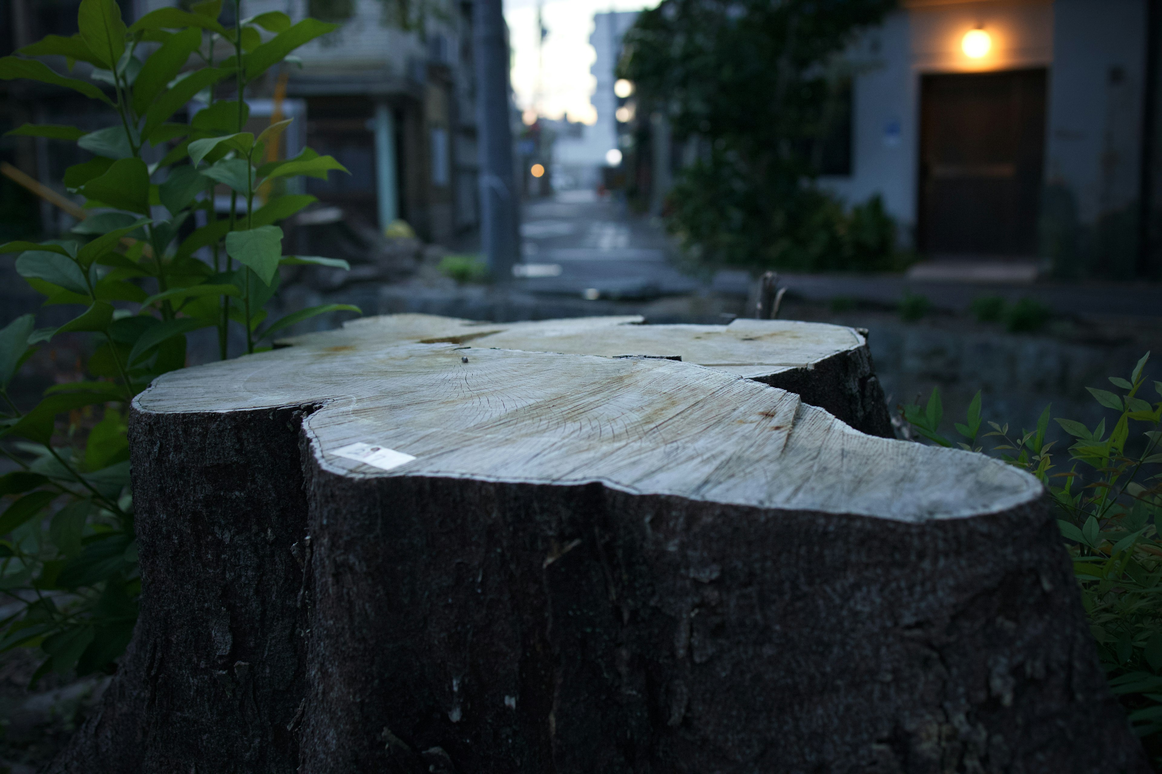 Primo piano di un ceppo d'albero con luce che si riflette sulla sua superficie in un contesto urbano