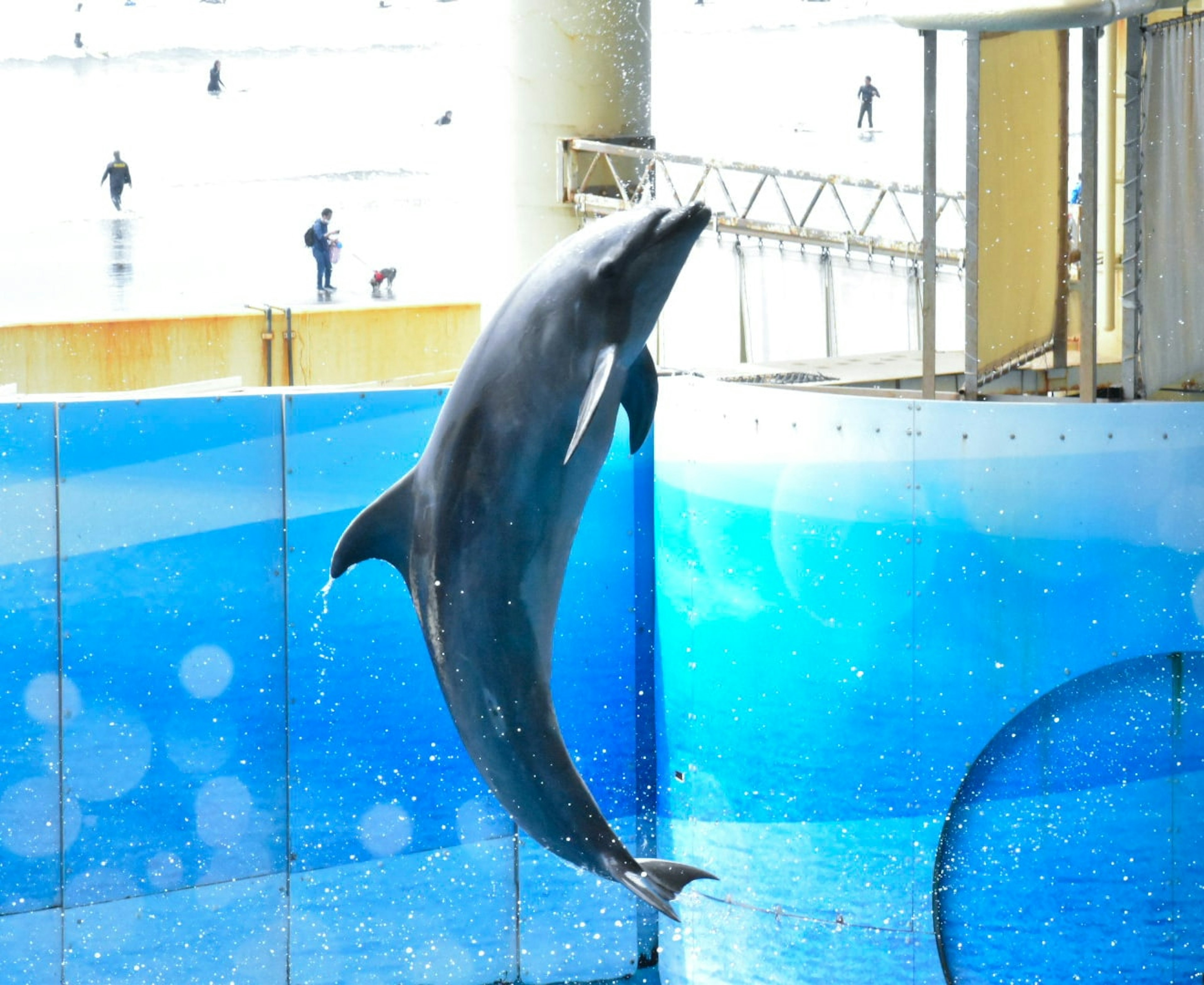 Delfin springt aus dem Wasser vor blauem Hintergrund