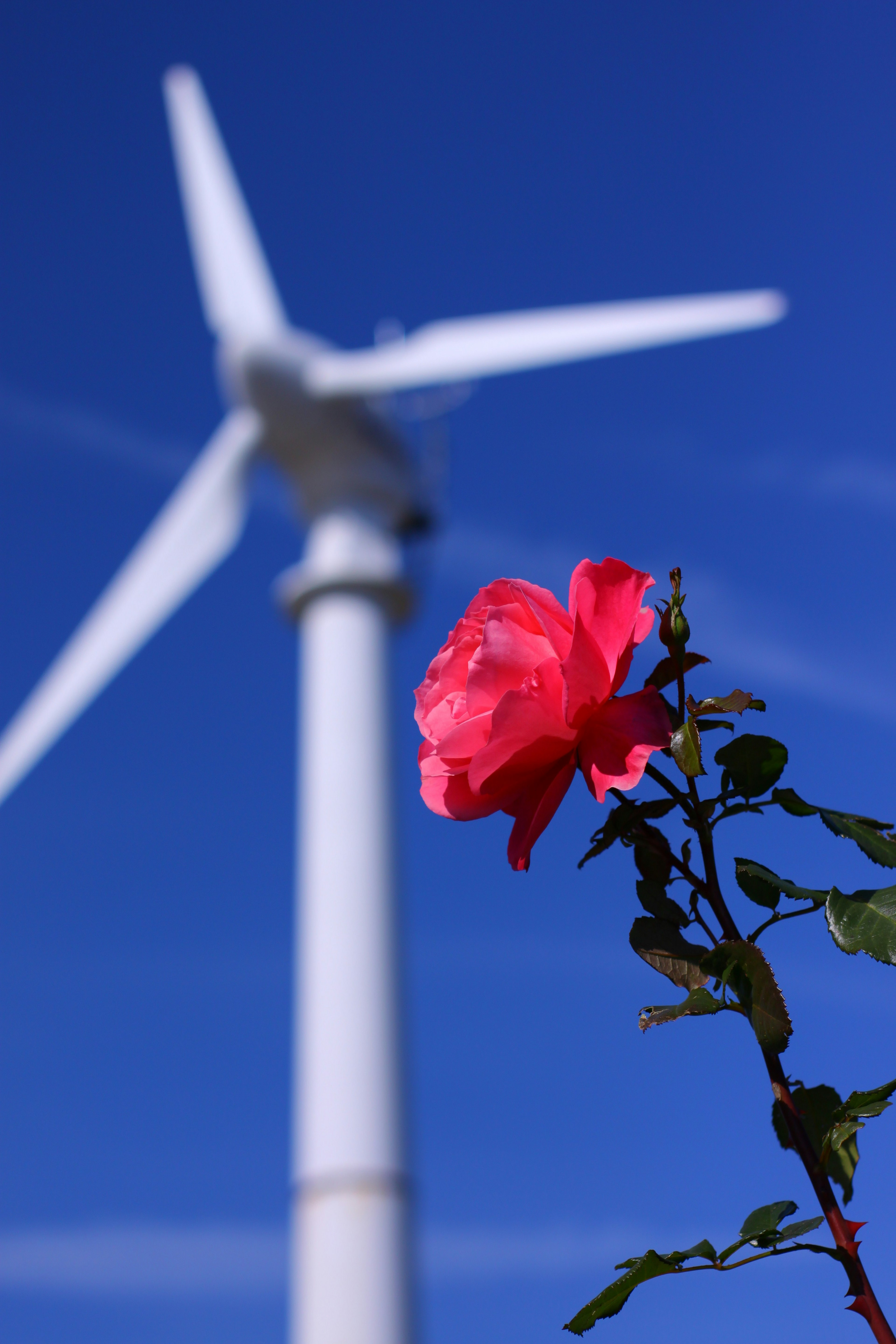 Una vibrante rosa rossa in primo piano con una turbina eolica sullo sfondo di un cielo blu