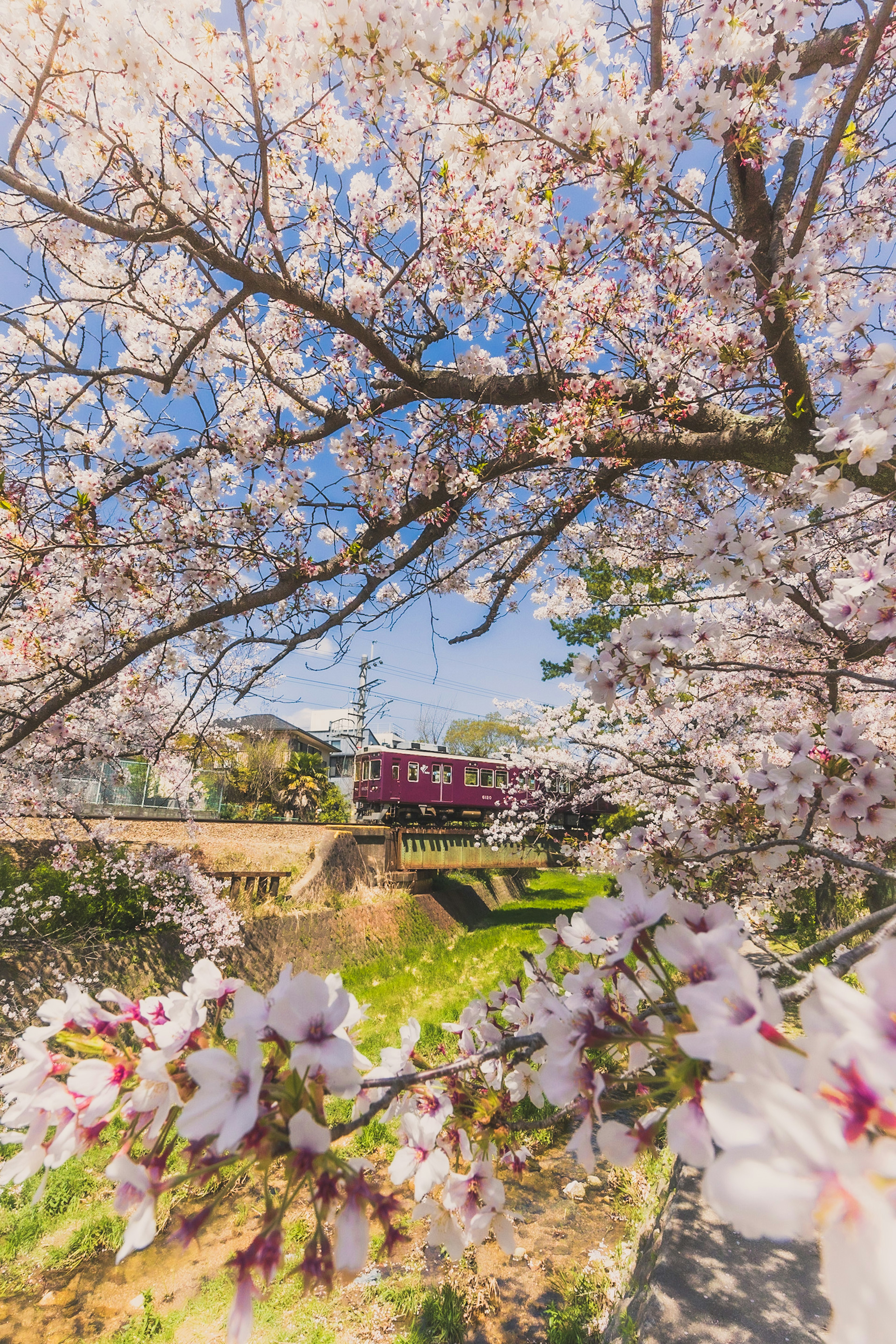 桜の花が咲く木の枝の前に列車が見える風景