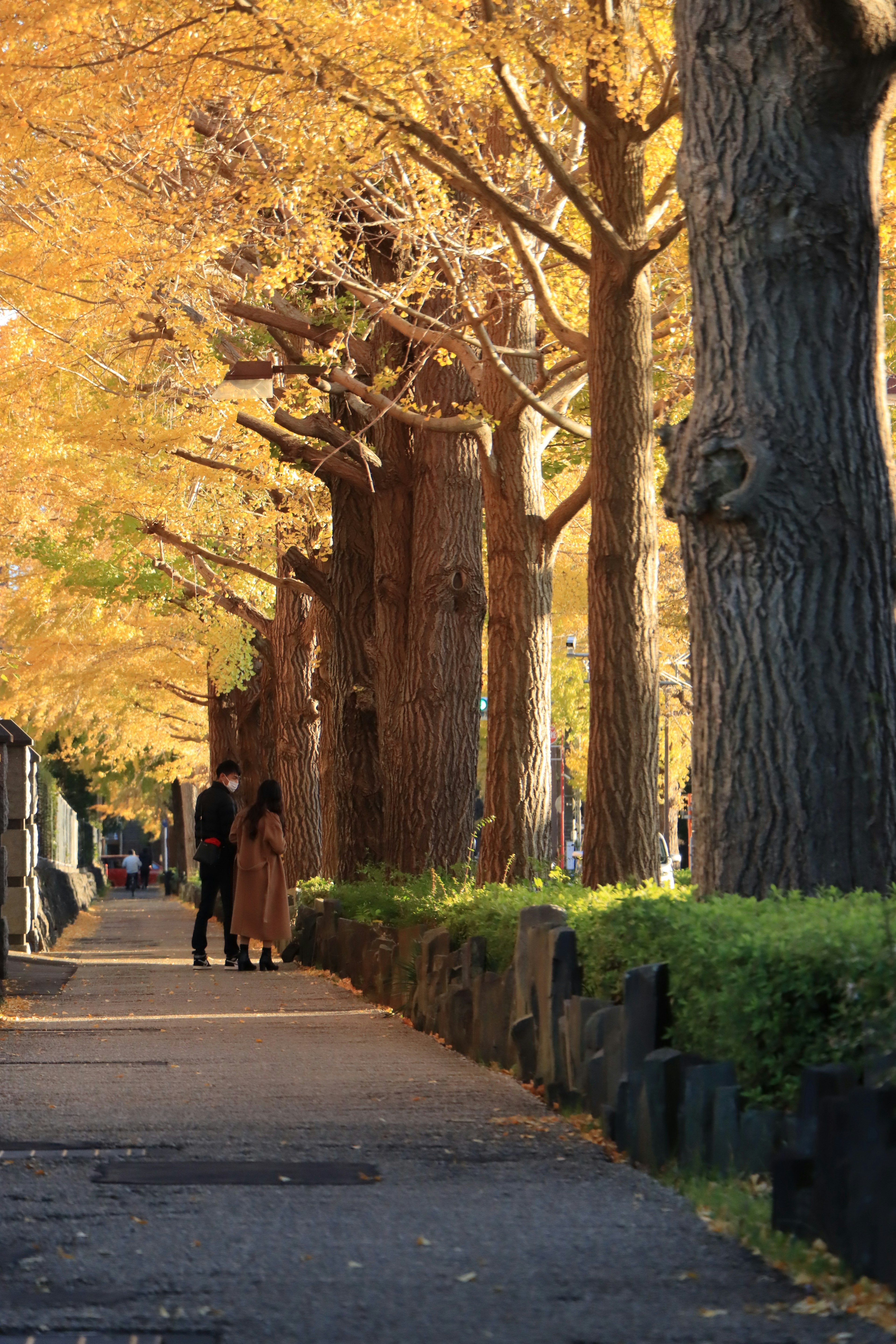 Paar, das auf einem mit Bäumen gesäumten Weg mit Herbstblättern geht