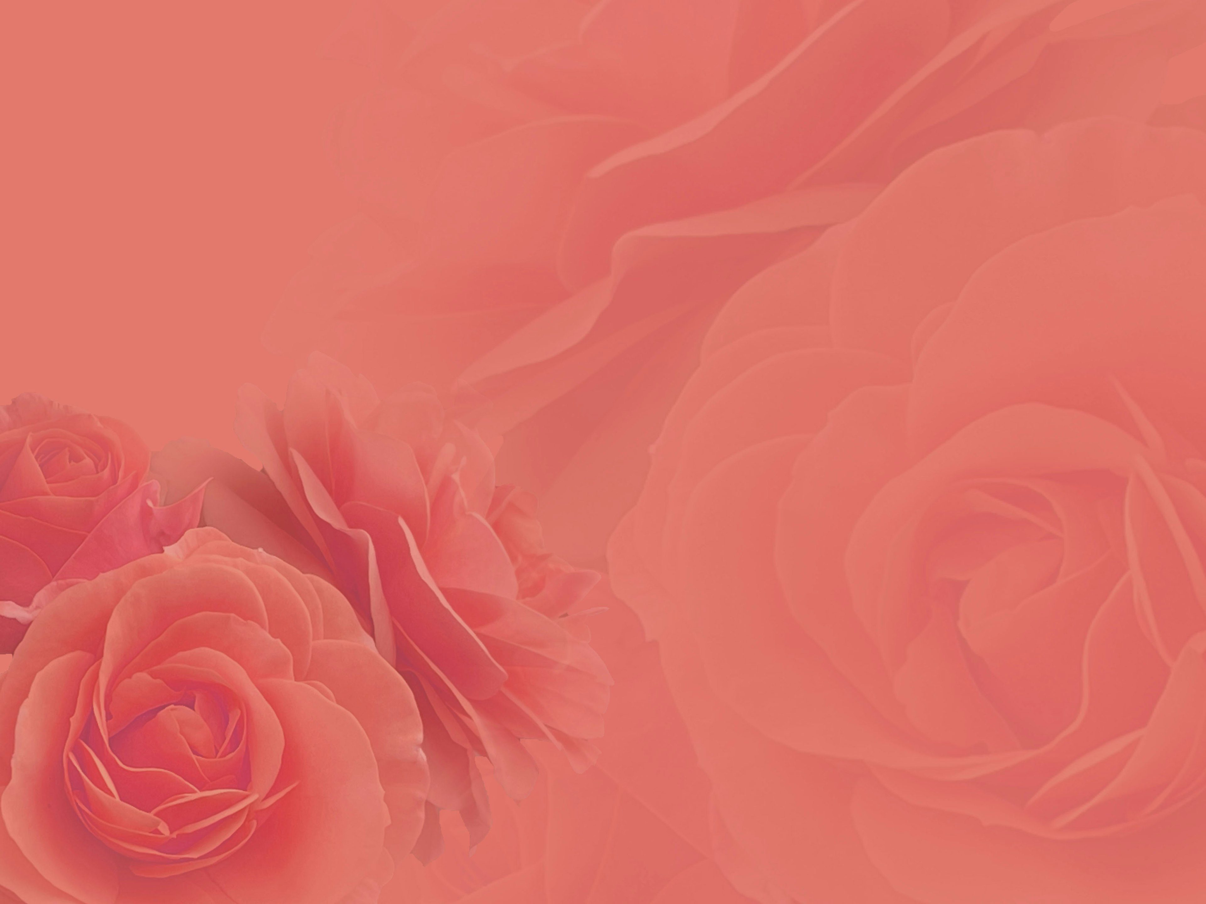 Soft pink background featuring blooming roses