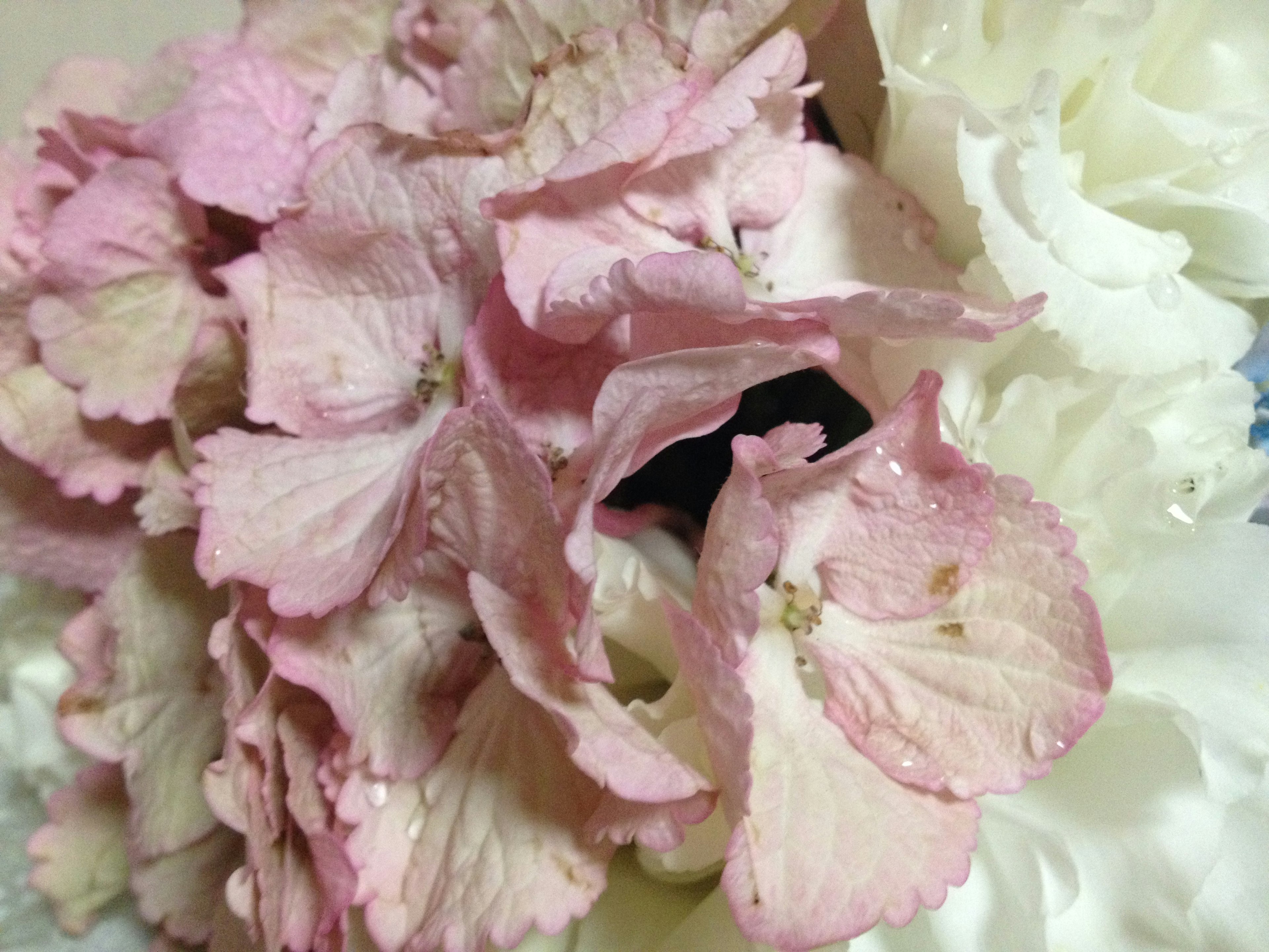 Close-up of a bouquet featuring pink petals and white flowers