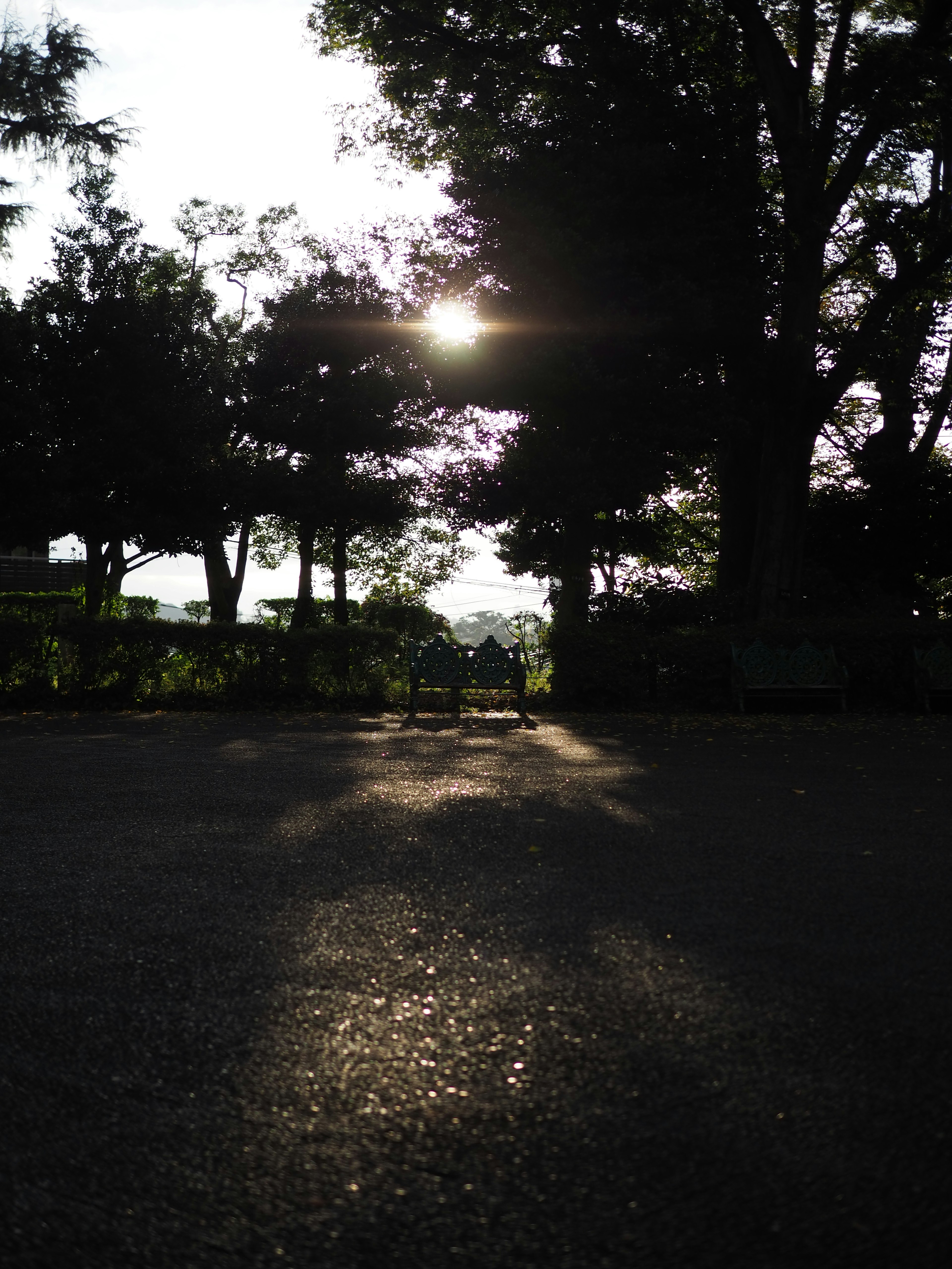 Park scene with sunlight filtering through trees two chairs in the foreground surrounded by greenery