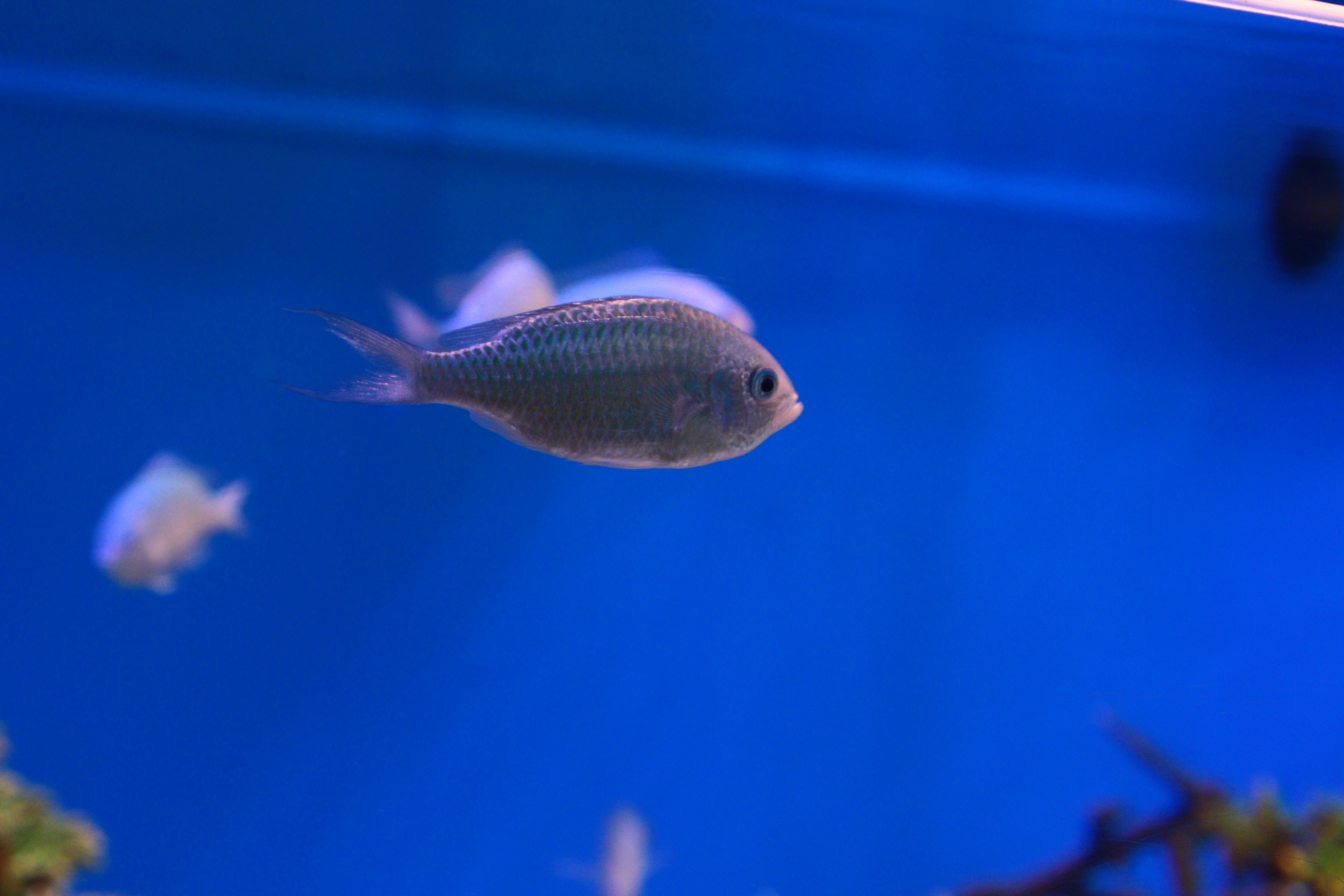 Imagen de un pequeño pez nadando en un acuario azul