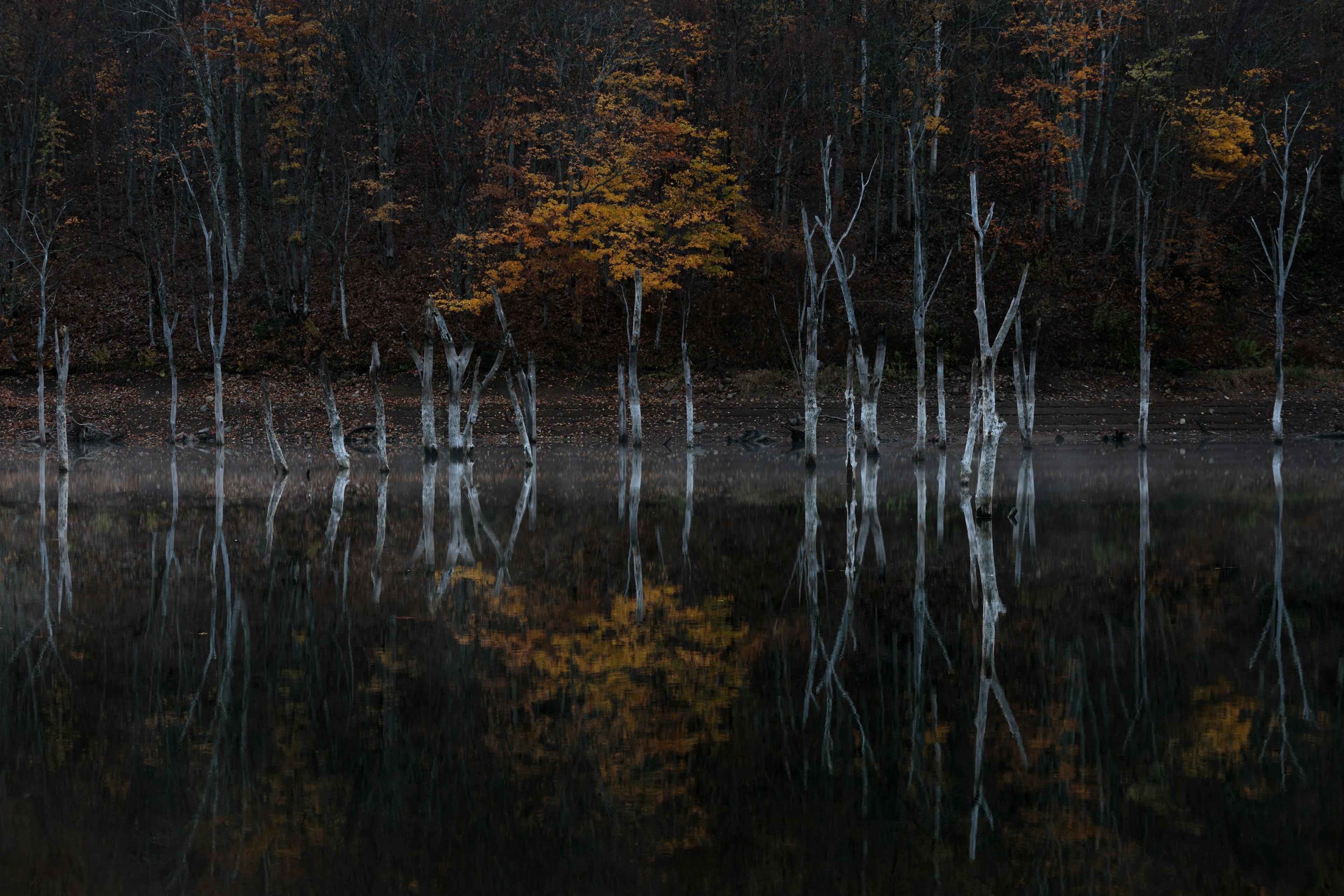 White trees reflected in a calm lake with autumn leaves