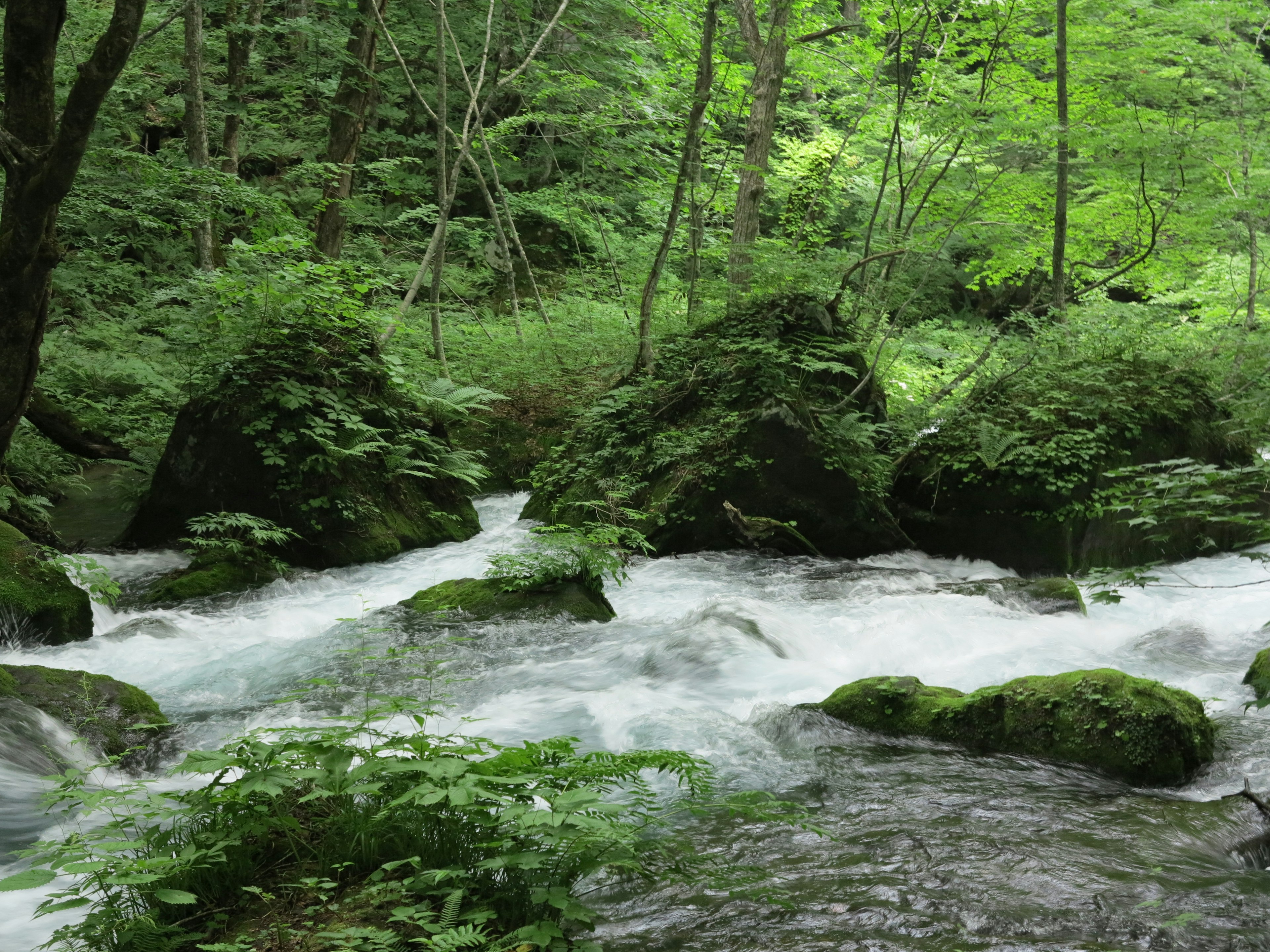 Image d'un ruisseau clair coulant à travers une forêt verdoyante avec des rochers couverts de mousse