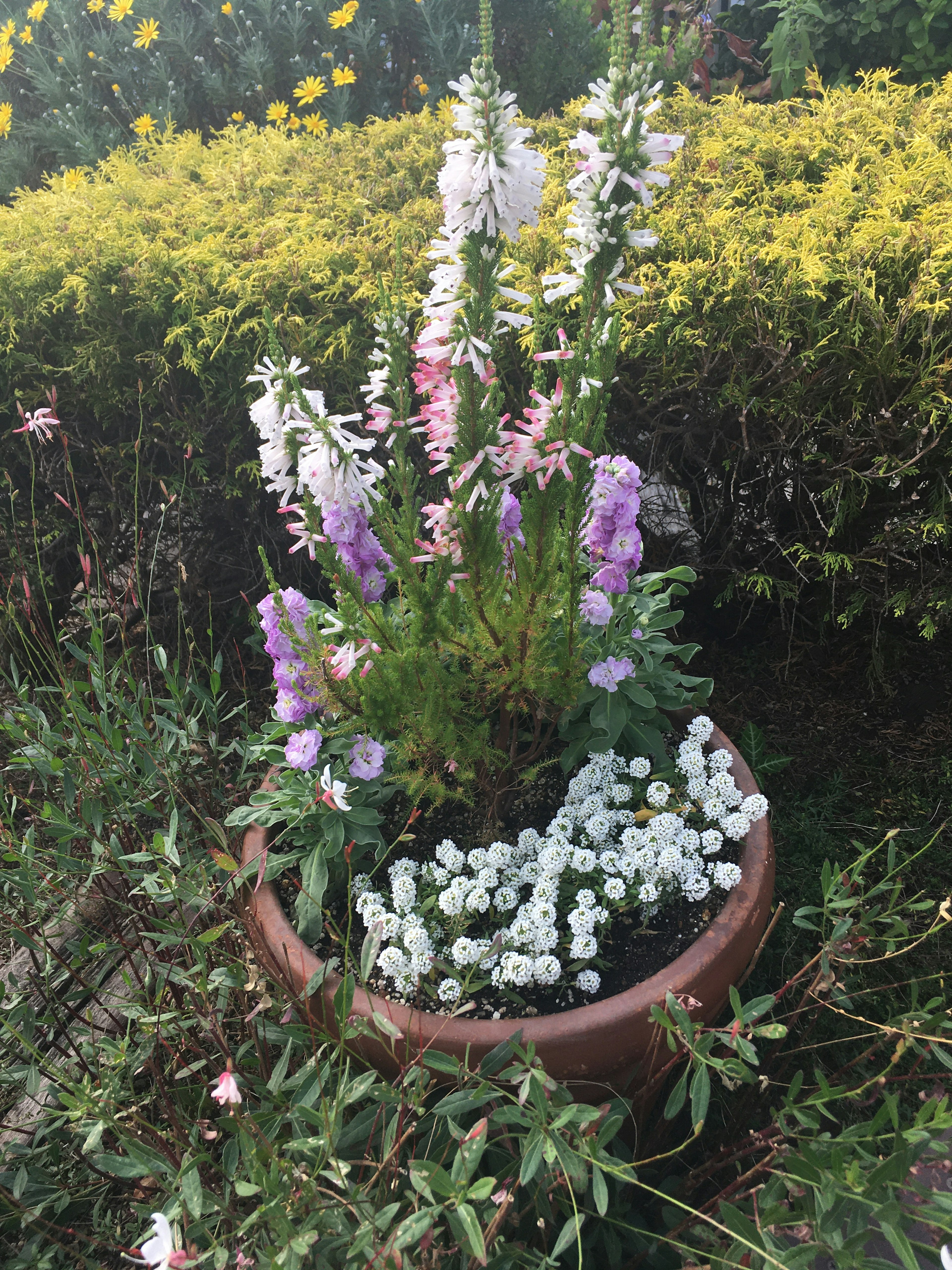 Flores coloridas en un arreglo de plantas en maceta