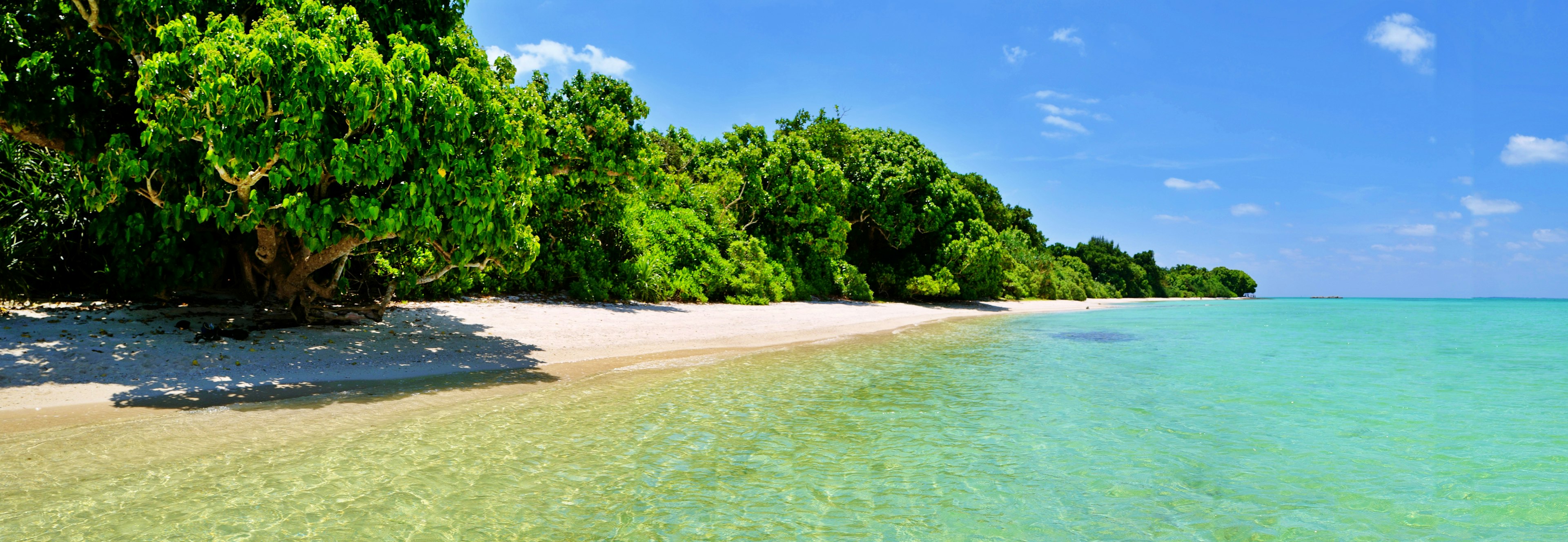 Tropical beach with blue sea and white sand lush green trees along the shore