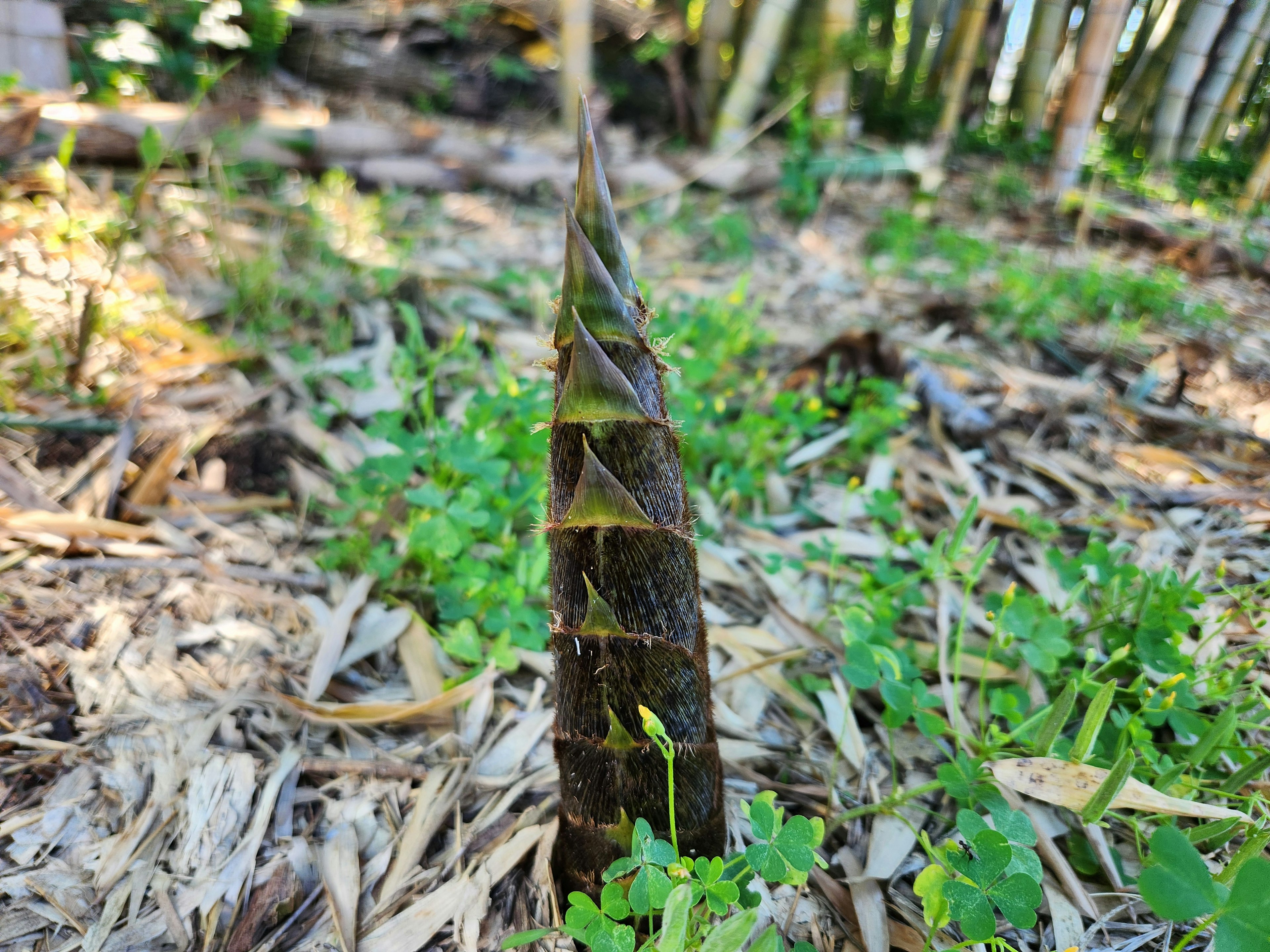 A bamboo shoot emerging from the ground surrounded by greenery