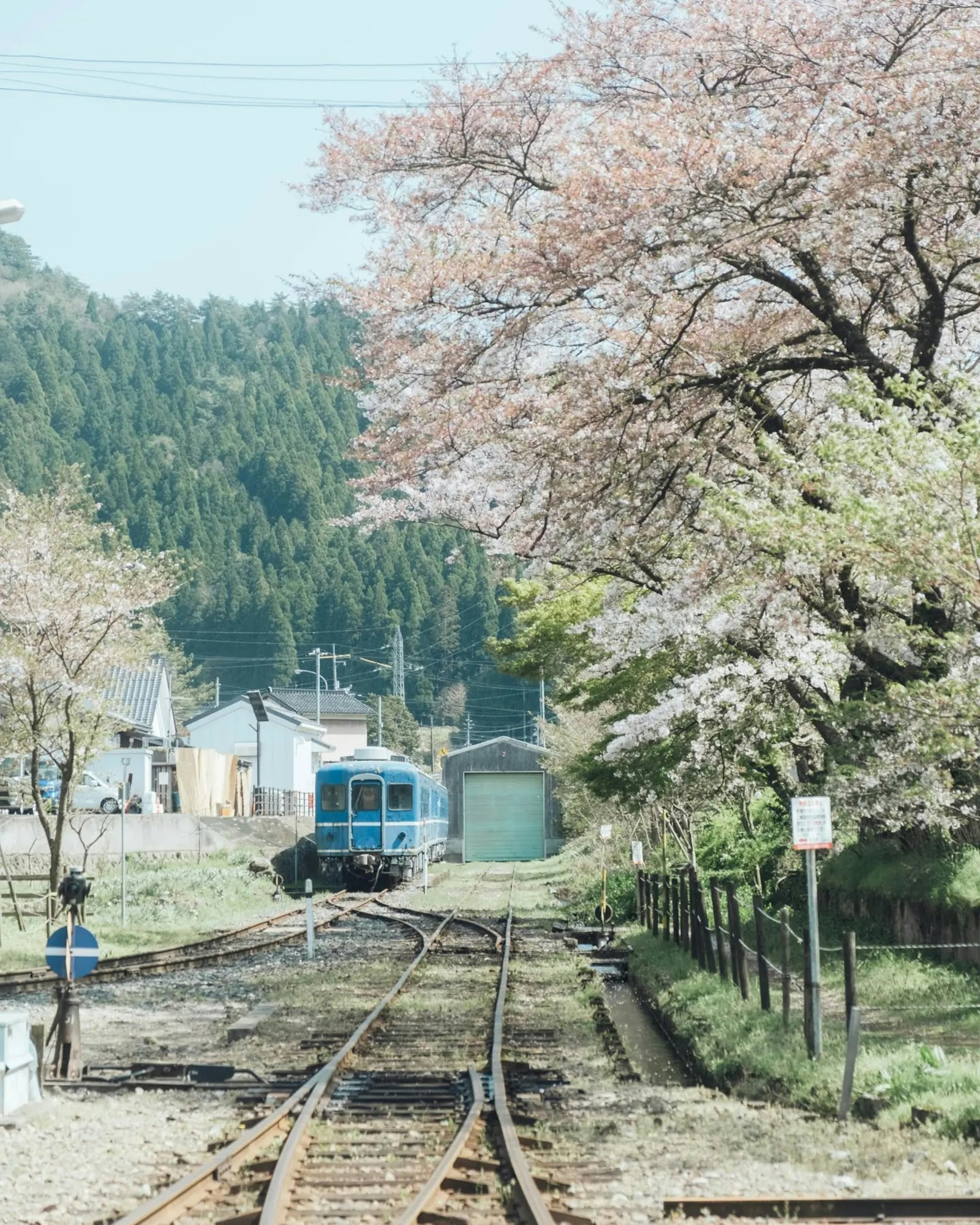 桜の木に囲まれた線路上の青い列車