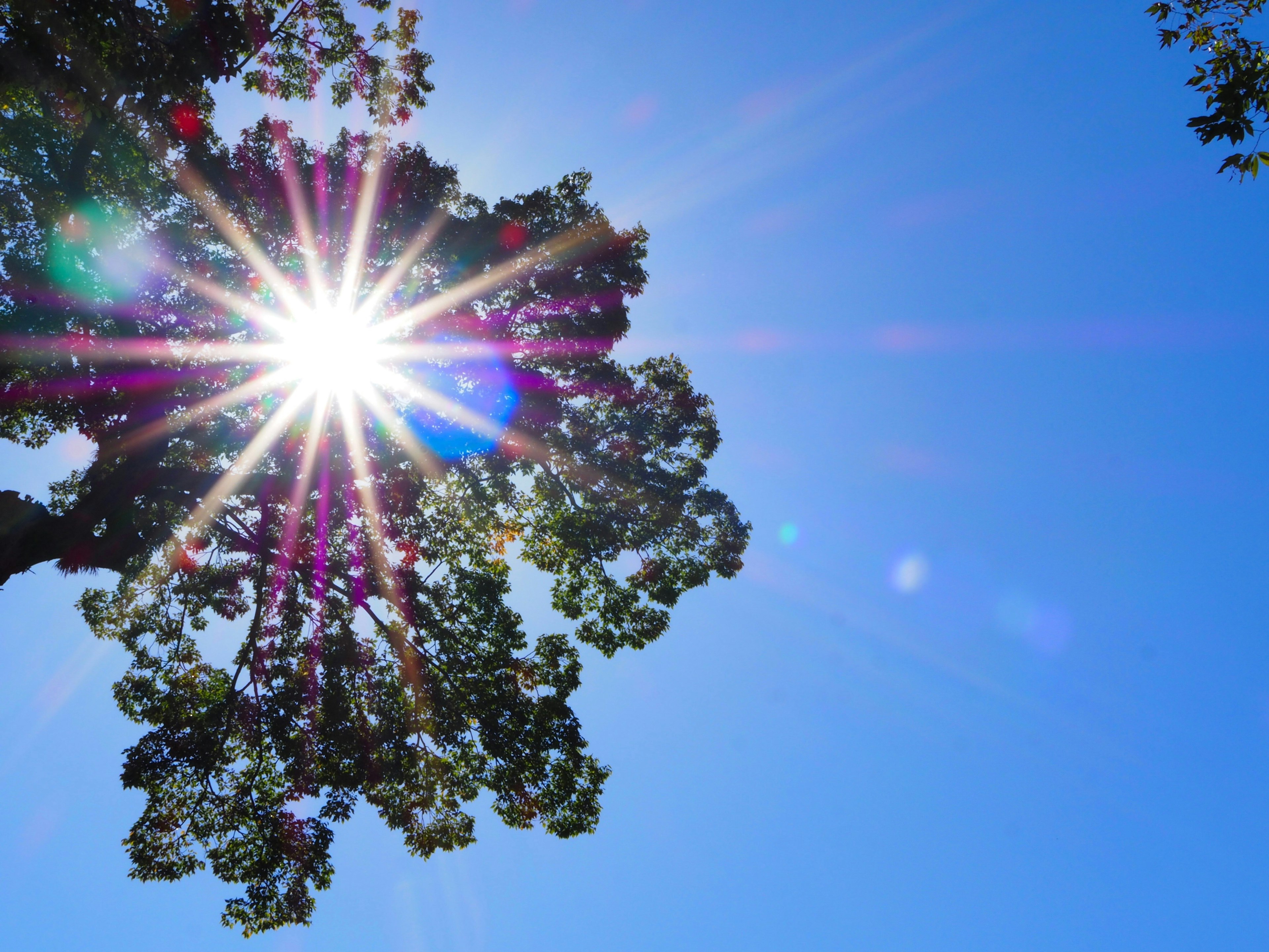 Sunlight shining through tree branches against a blue sky