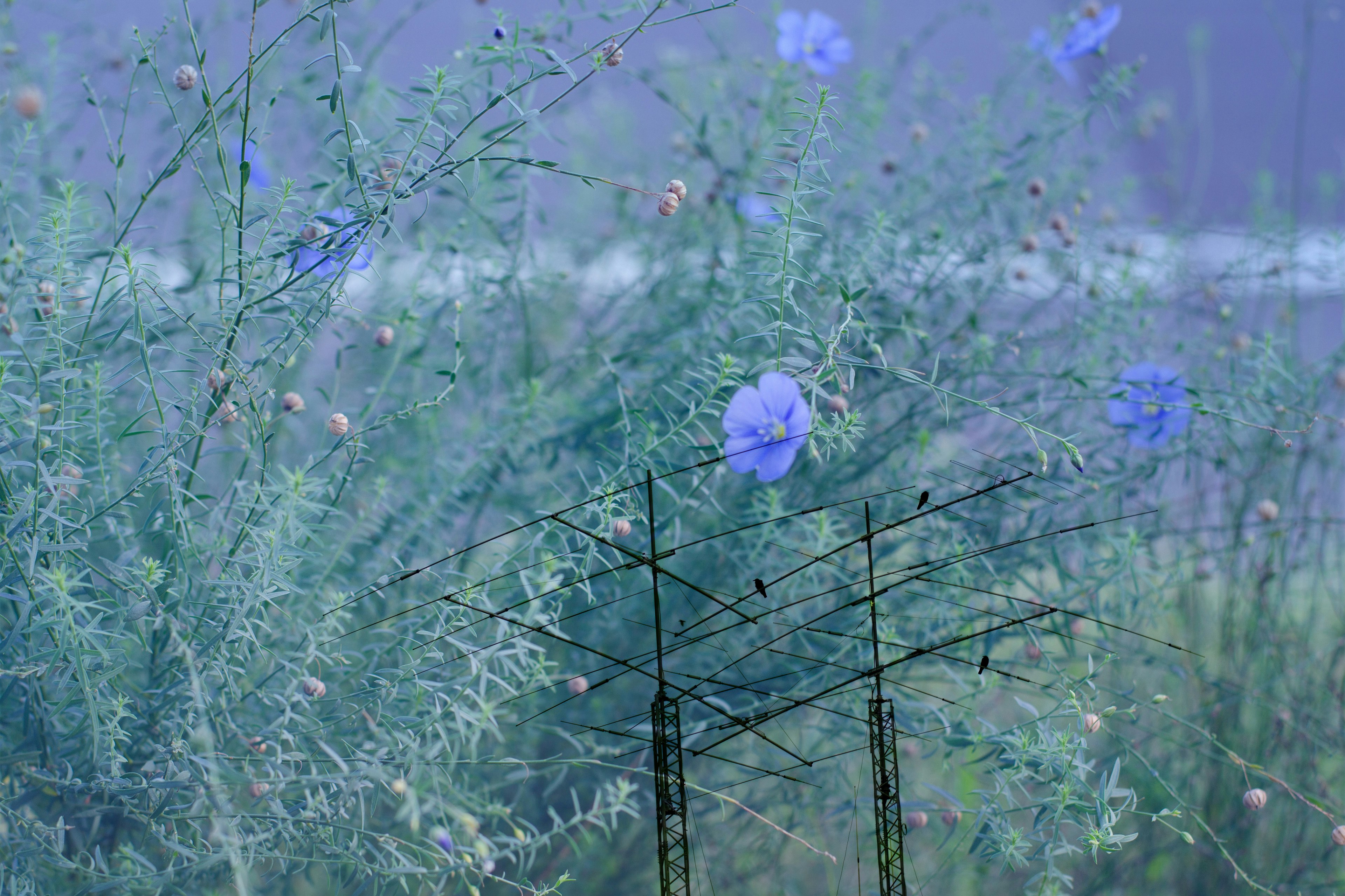 Un paisaje de ensueño con flores azules y plantas verdes superpuestas