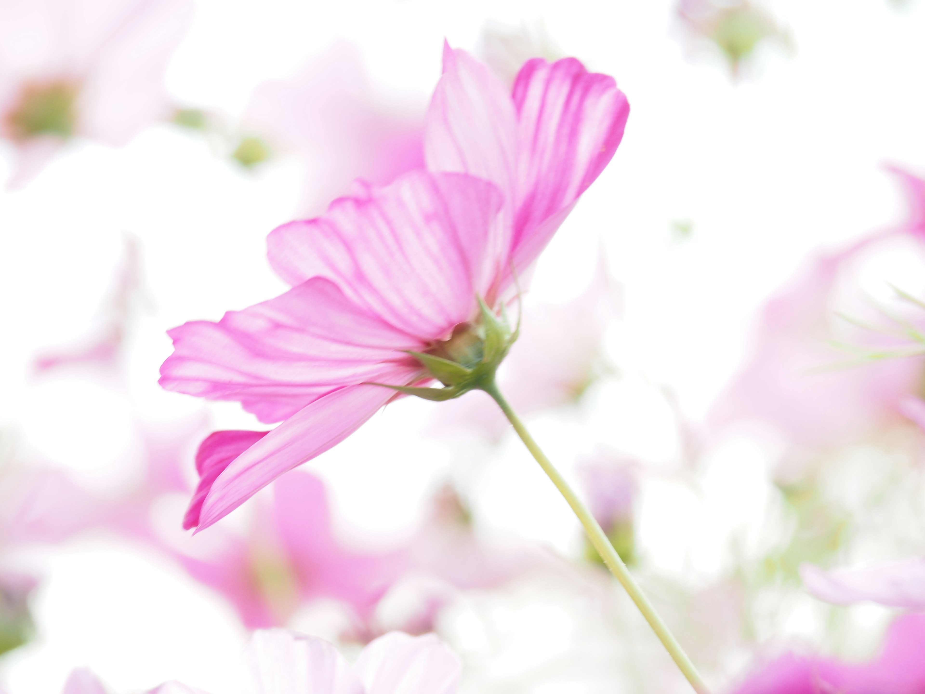 淡いピンクの花が背景のぼやけた花々と対比している