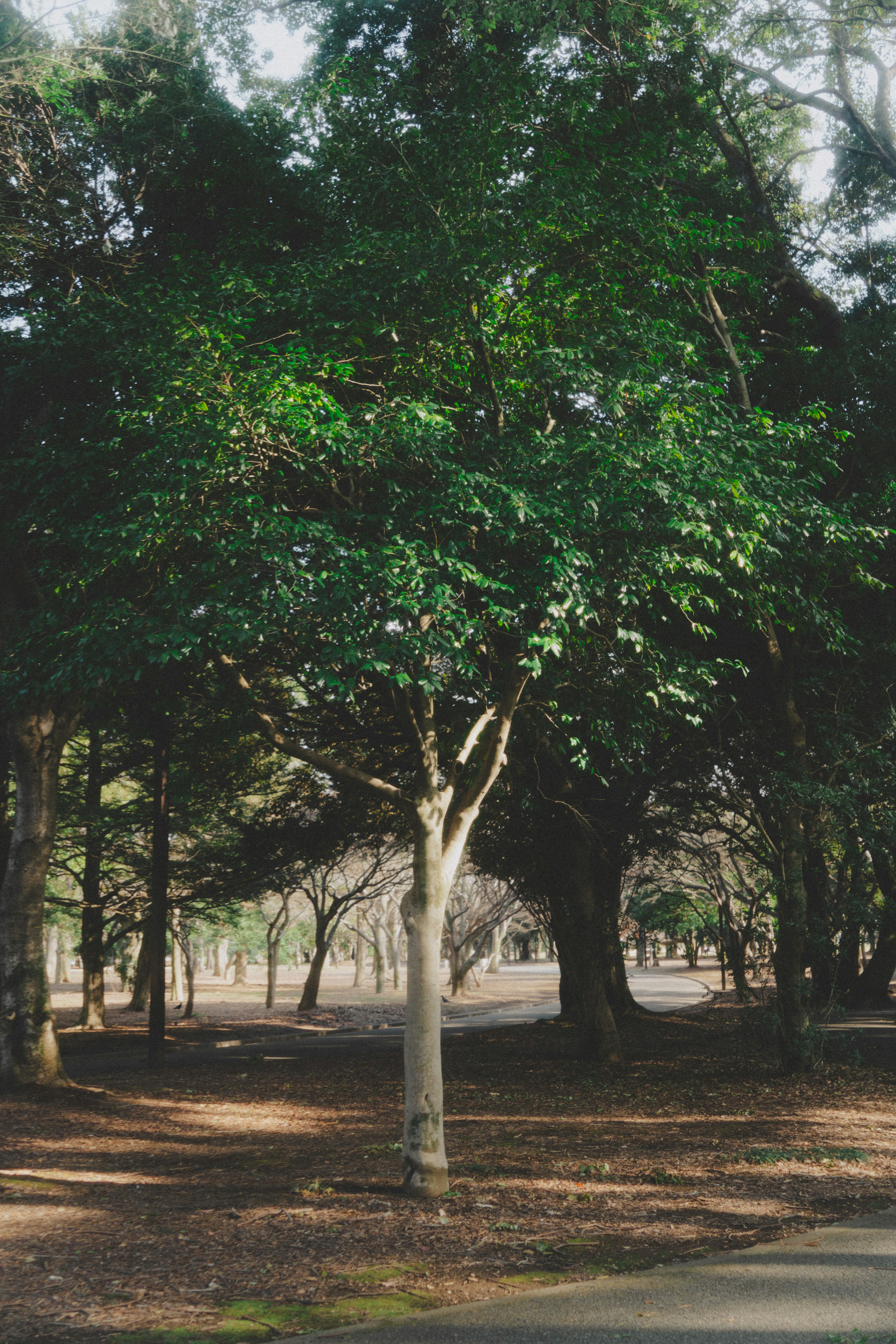 Ein einzelner Baum steht zwischen üppigem Grün