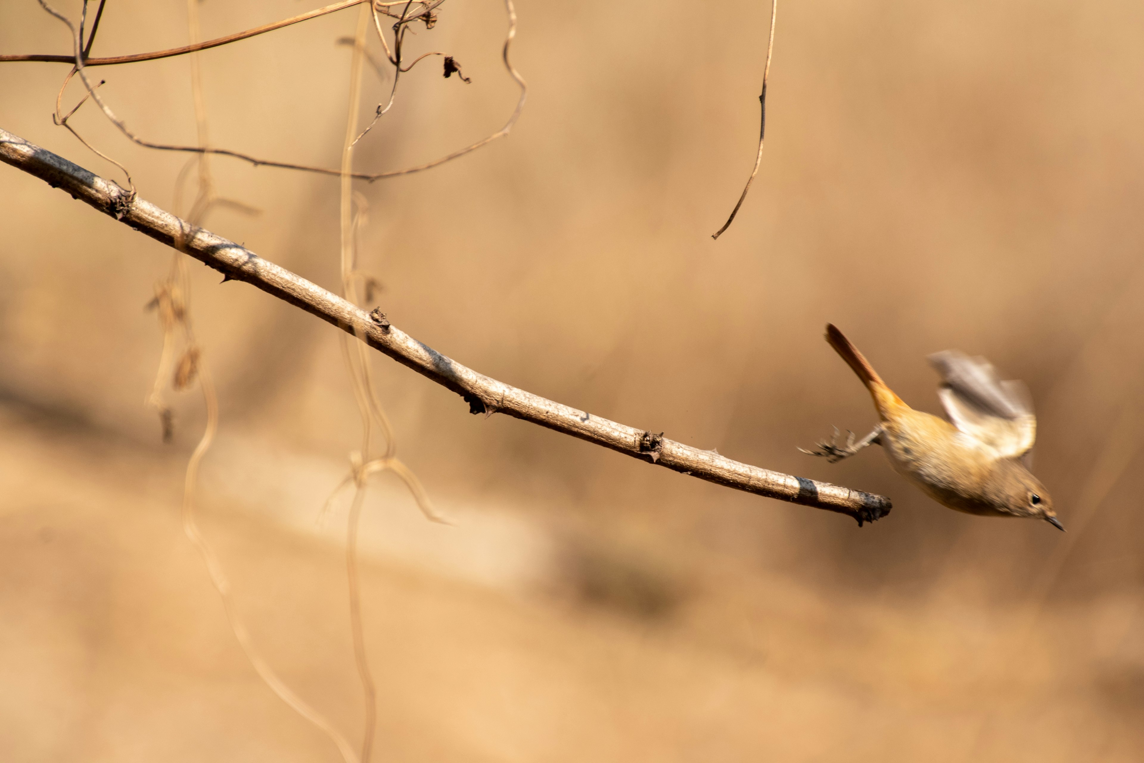 Un petit oiseau s'envolant d'une branche avec un fond brun doux