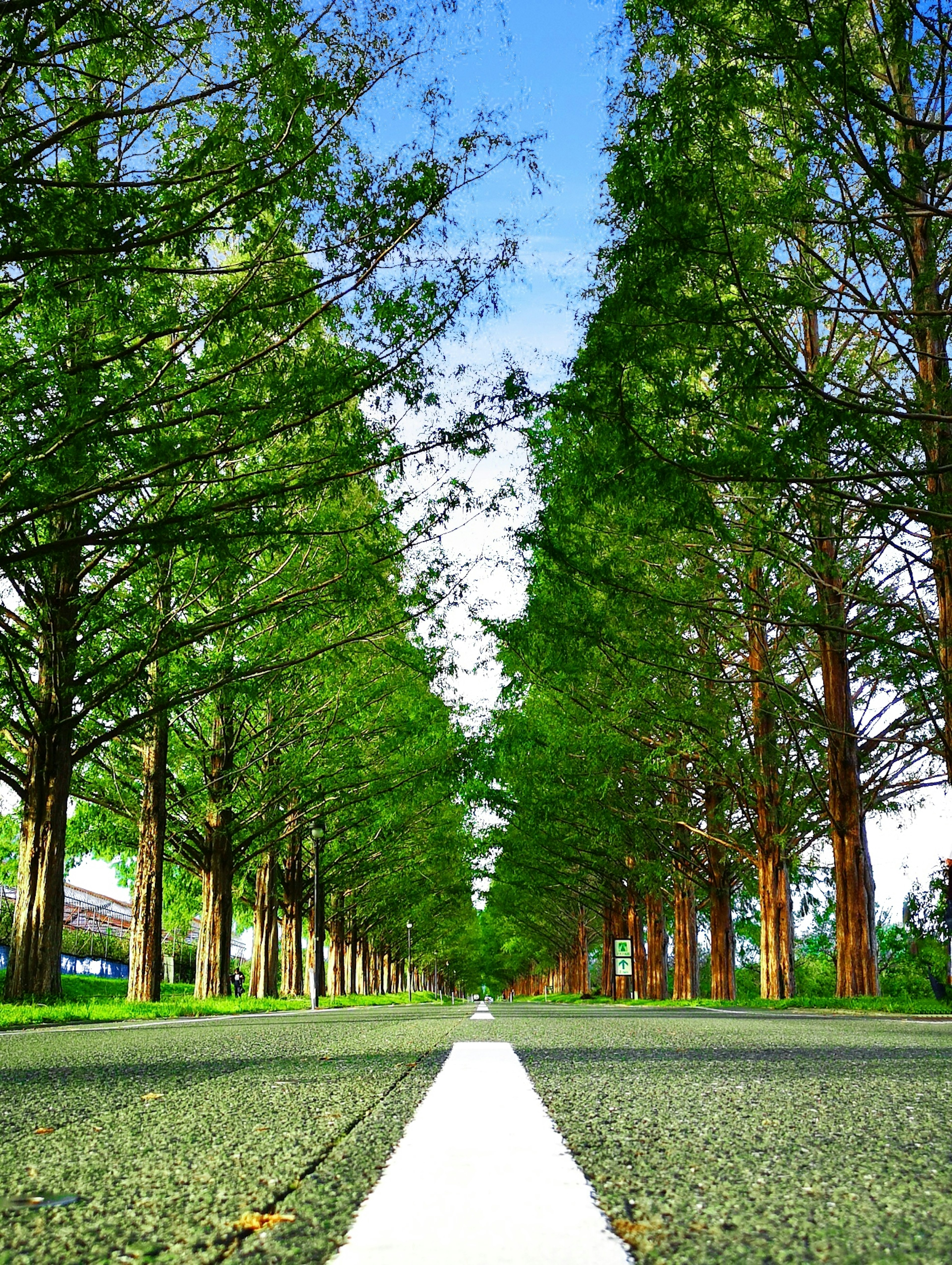 Scenic view of a tree-lined road under a blue sky