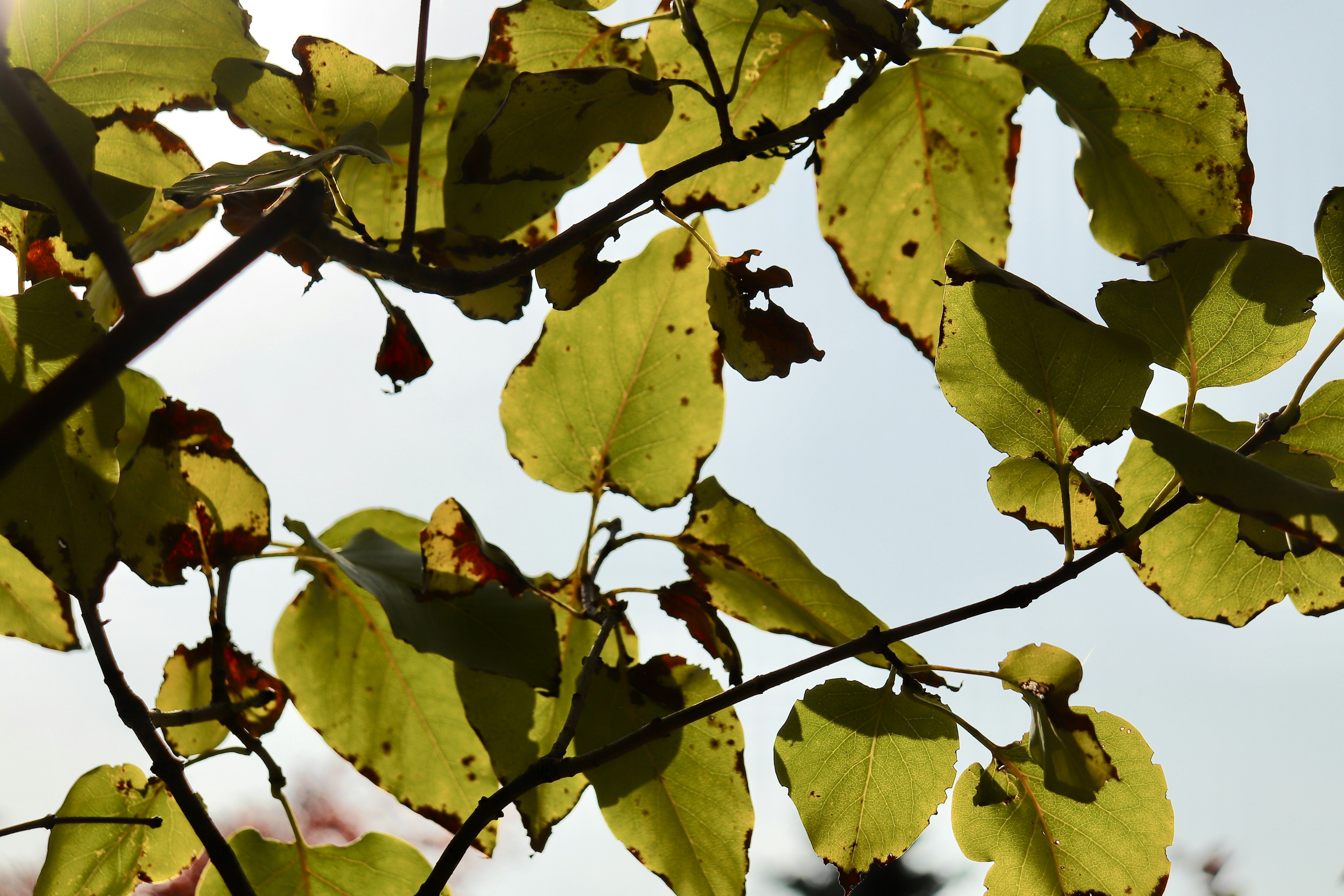 Silhouette of leaves against a bright sky