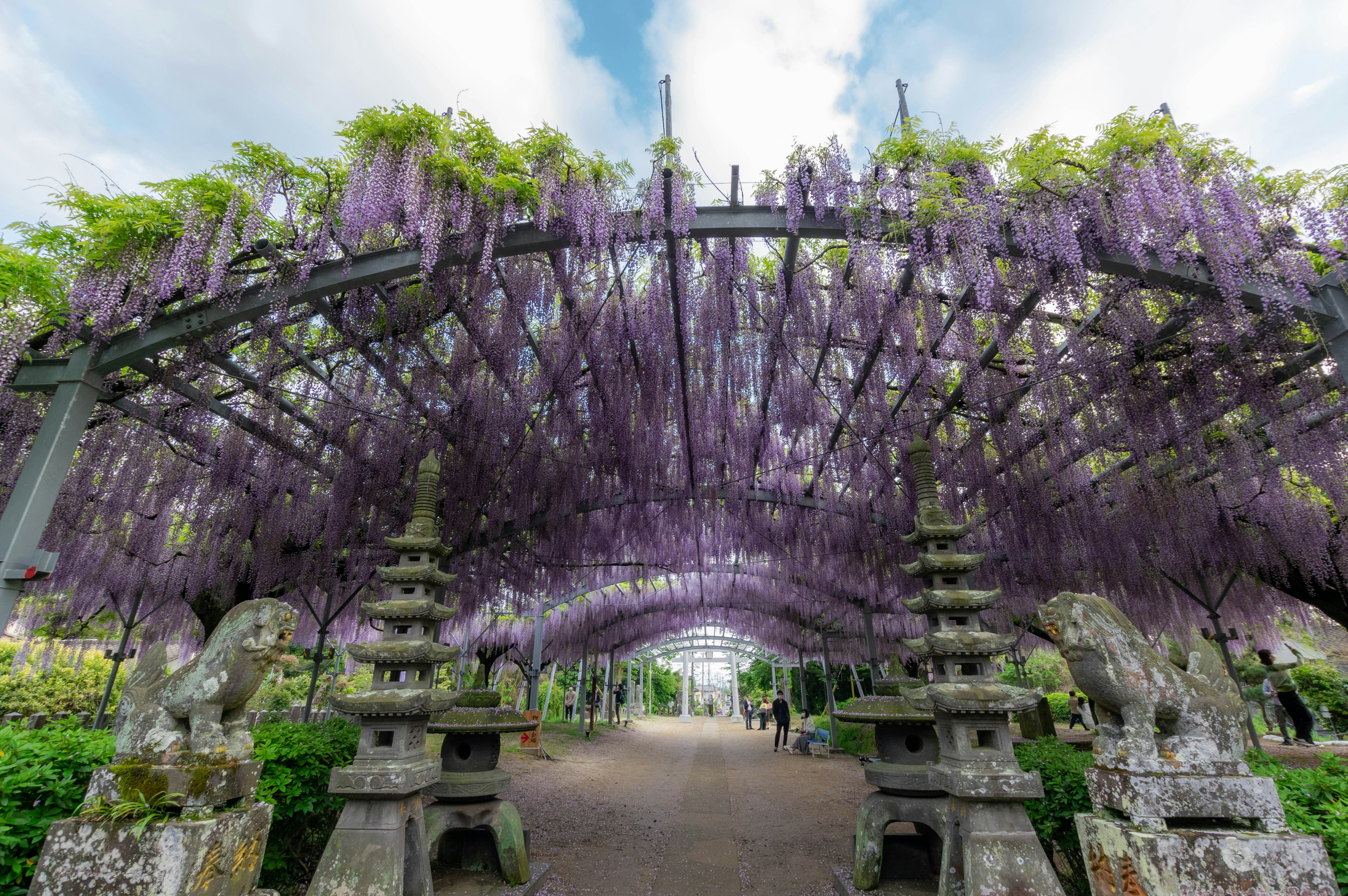 Scène de jardin magnifique avec une arche recouverte de fleurs de glycine violettes