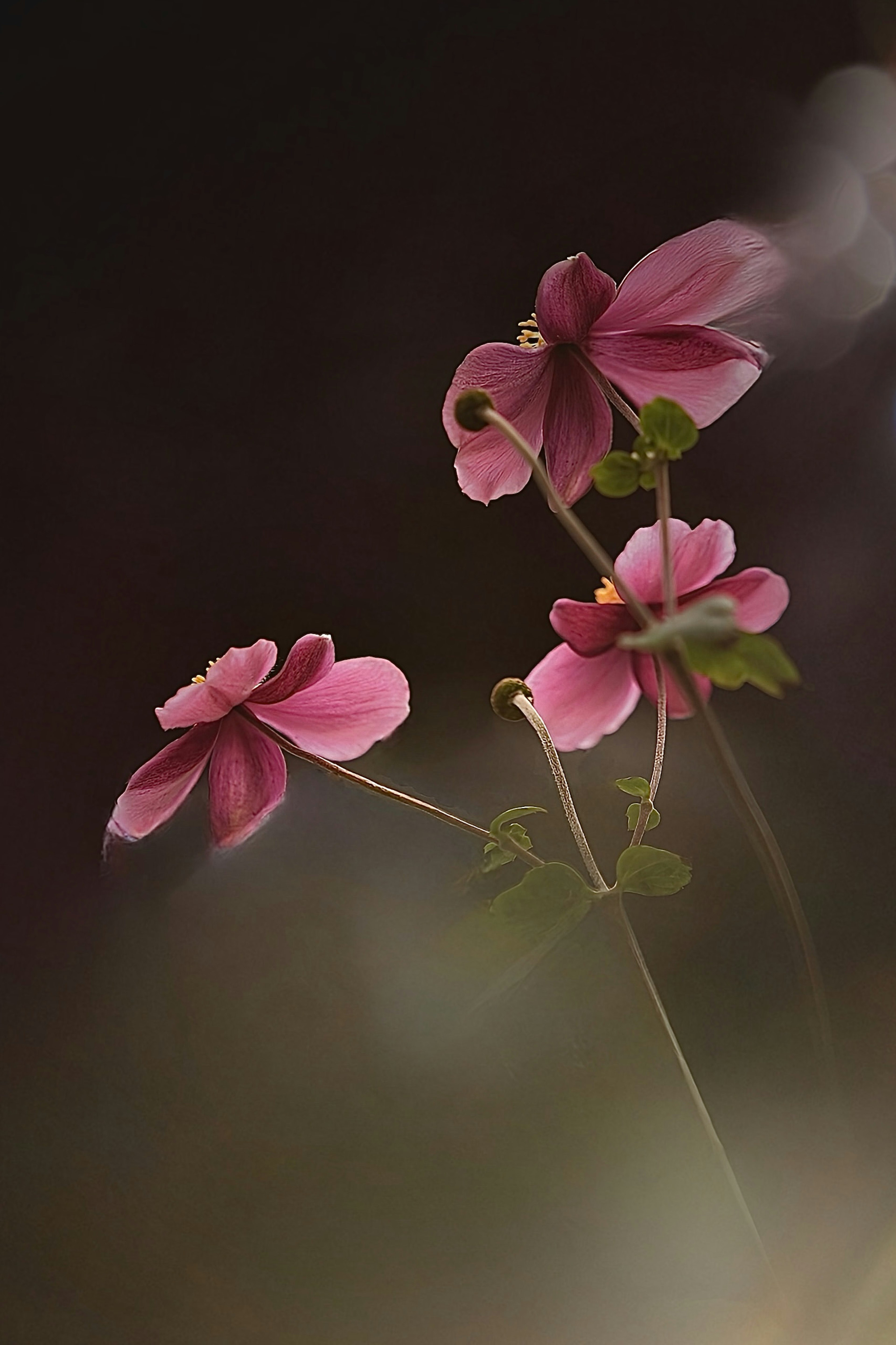 Fiori rosa delicati su uno sfondo morbido