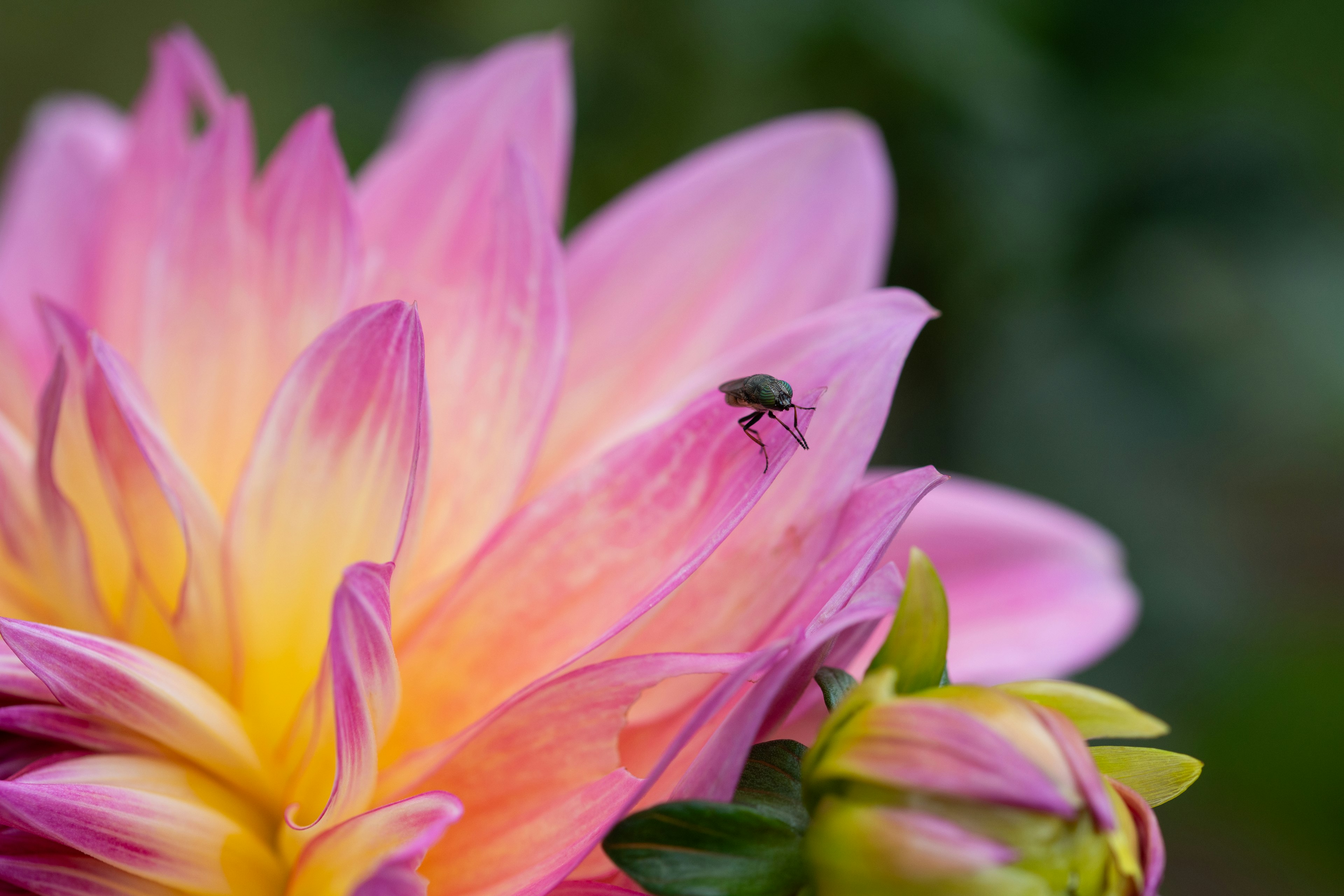 Nahaufnahme eines rosa und gelben Blütenblattes mit einem kleinen Insekt darauf