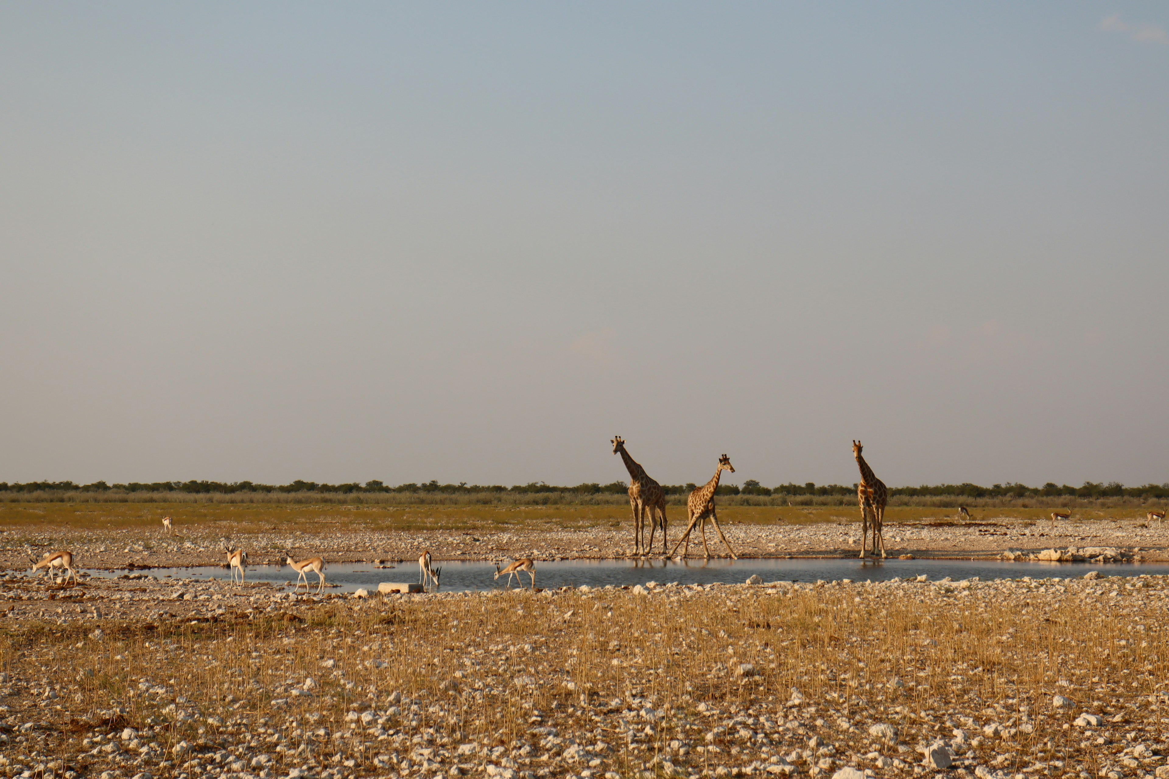 Two giraffes standing by a waterbody in a dry landscape