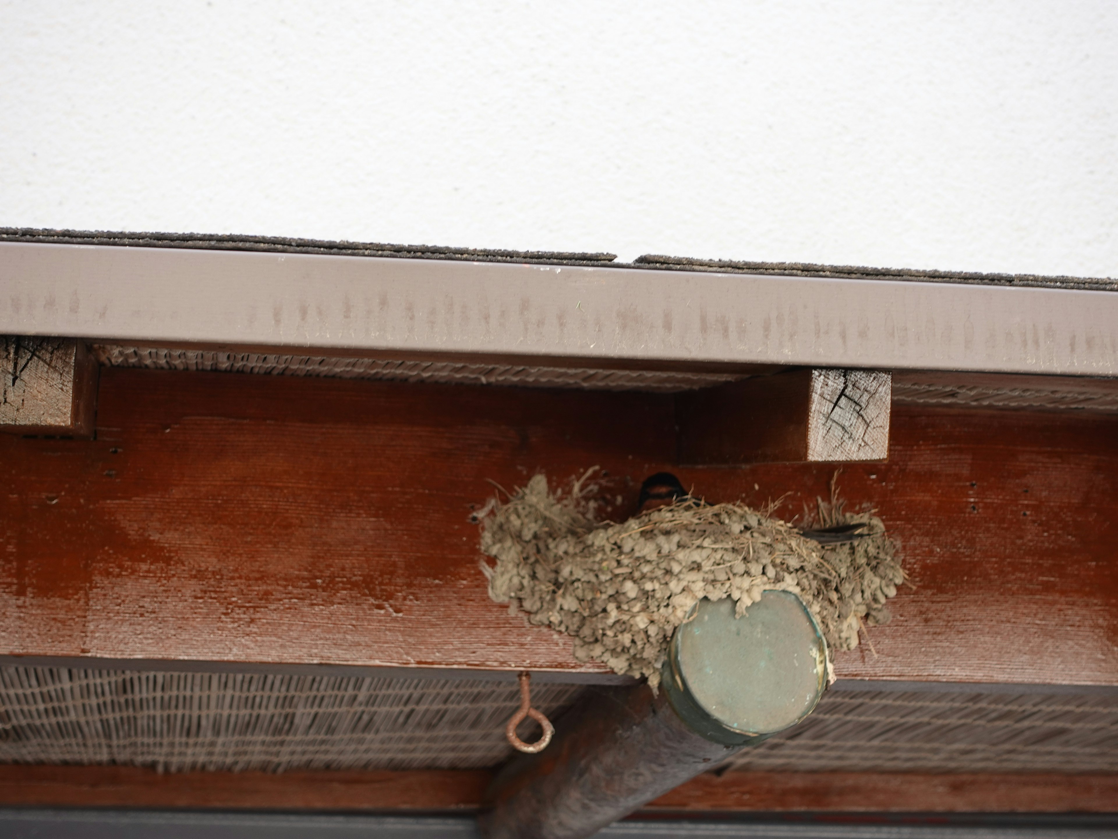 A bird's nest with eggs under a wooden beam