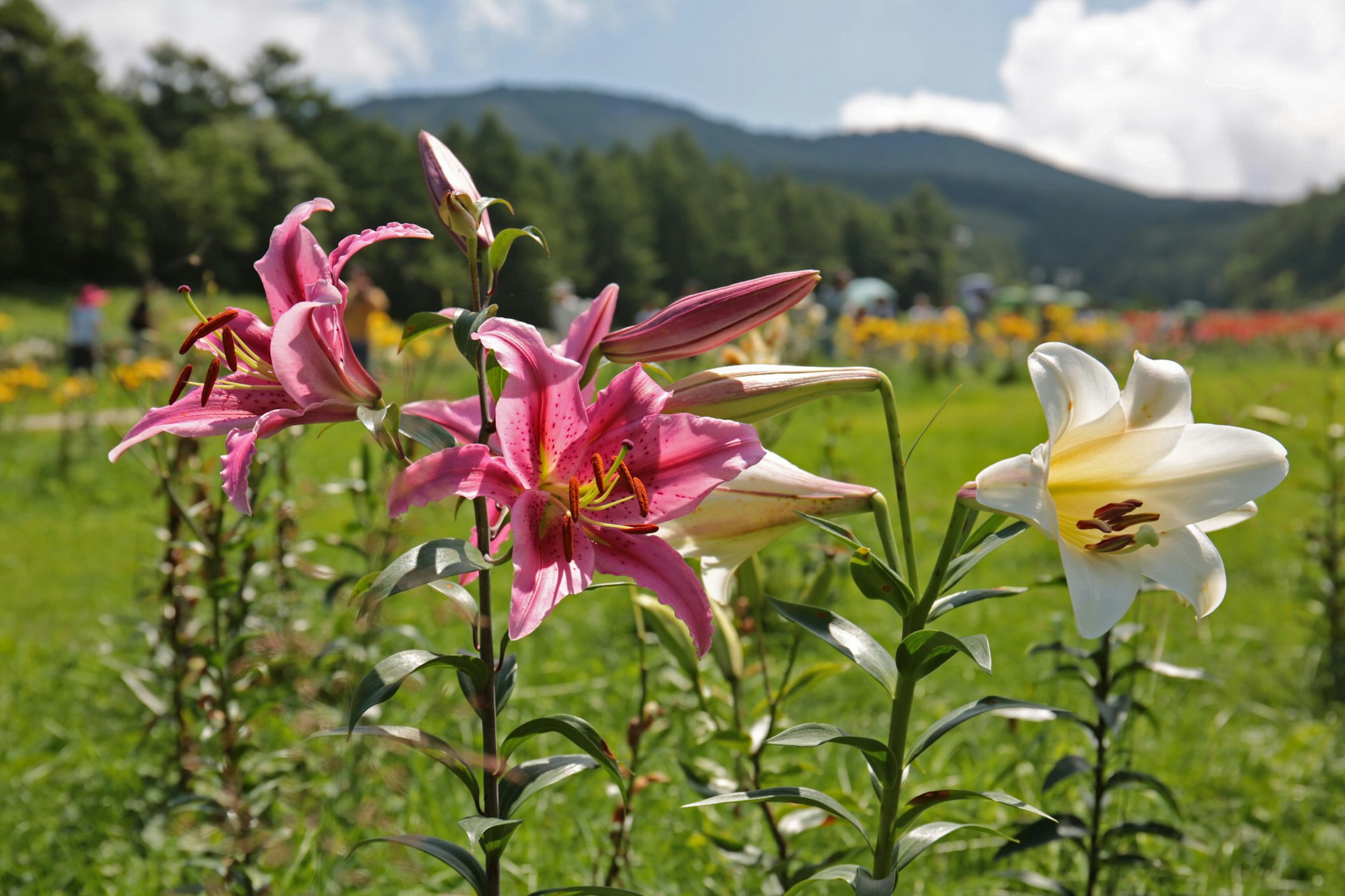 Lilie vivaci in rosa e bianco che fioriscono in un campo