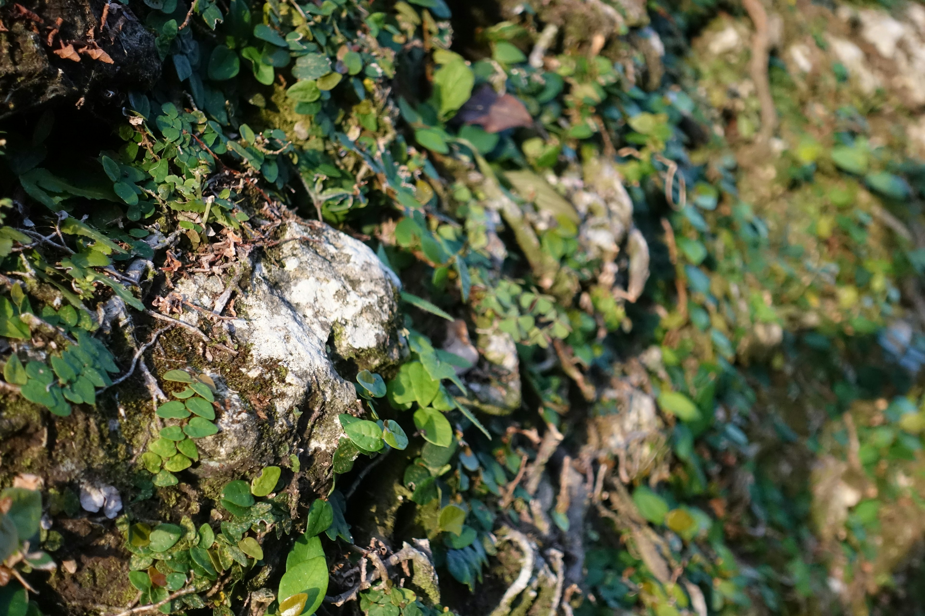 Una pared natural cubierta de hojas verdes y piedras