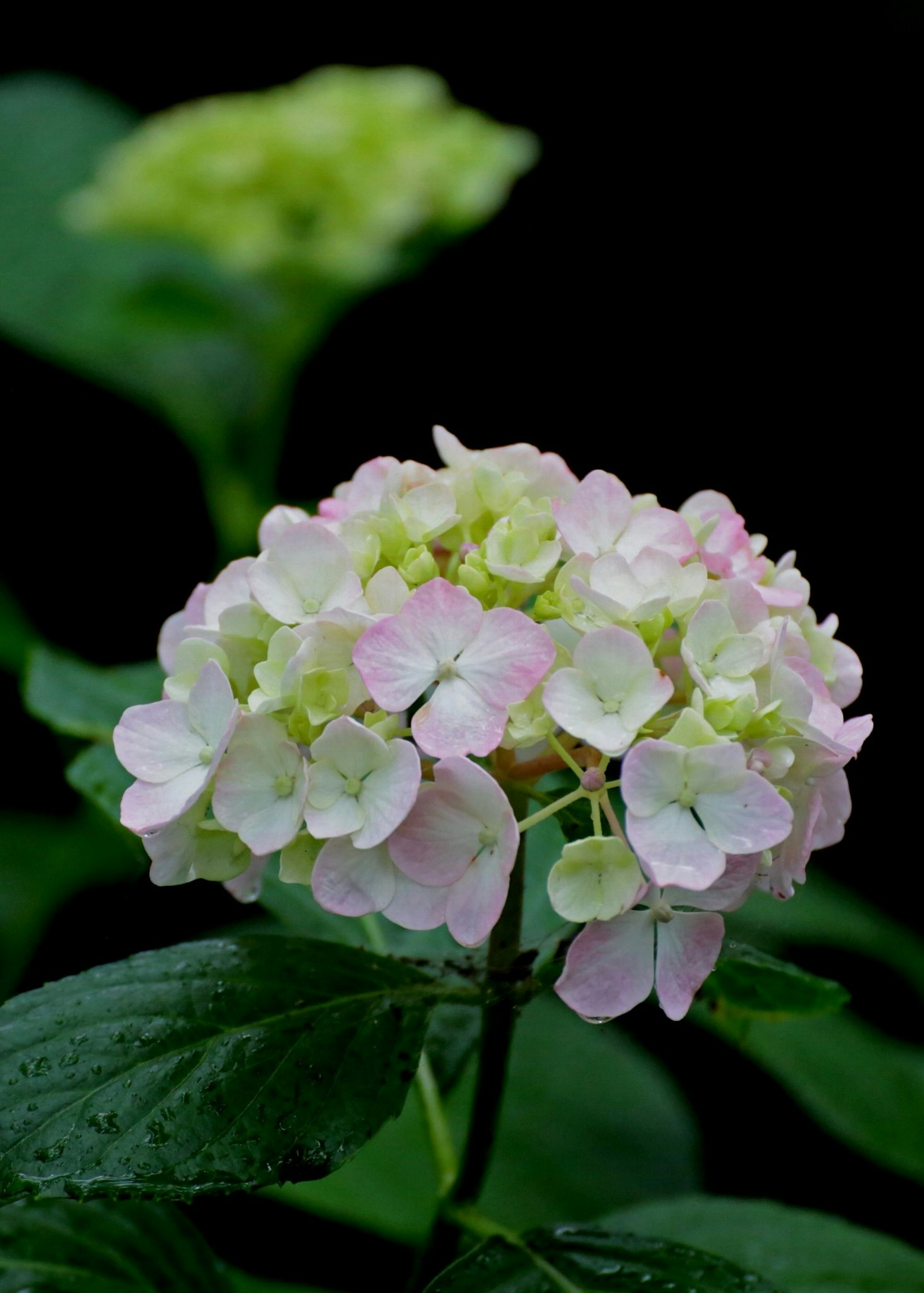 淡いピンクと緑の花弁を持つアジサイの花のクローズアップ