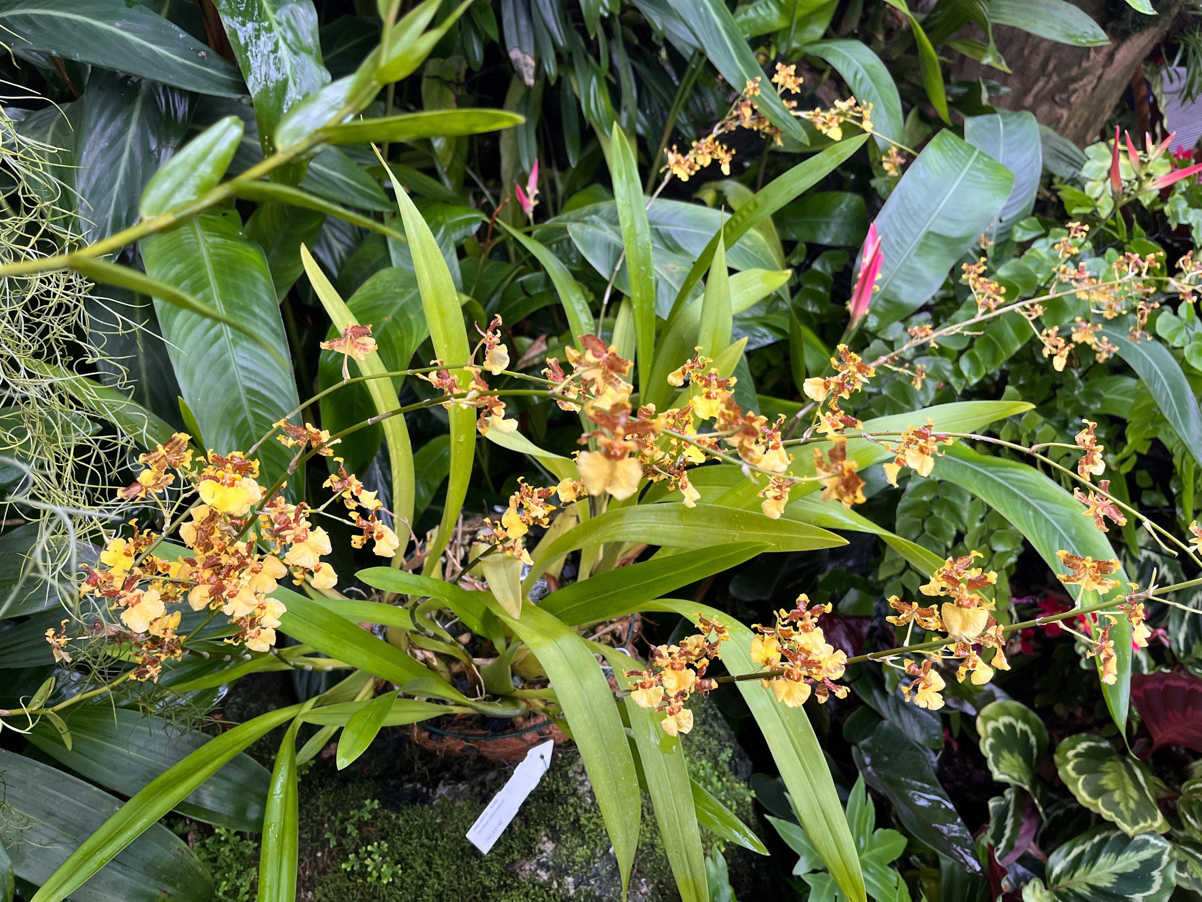 緑の葉と黄色い花が咲くランの植物のクローズアップ