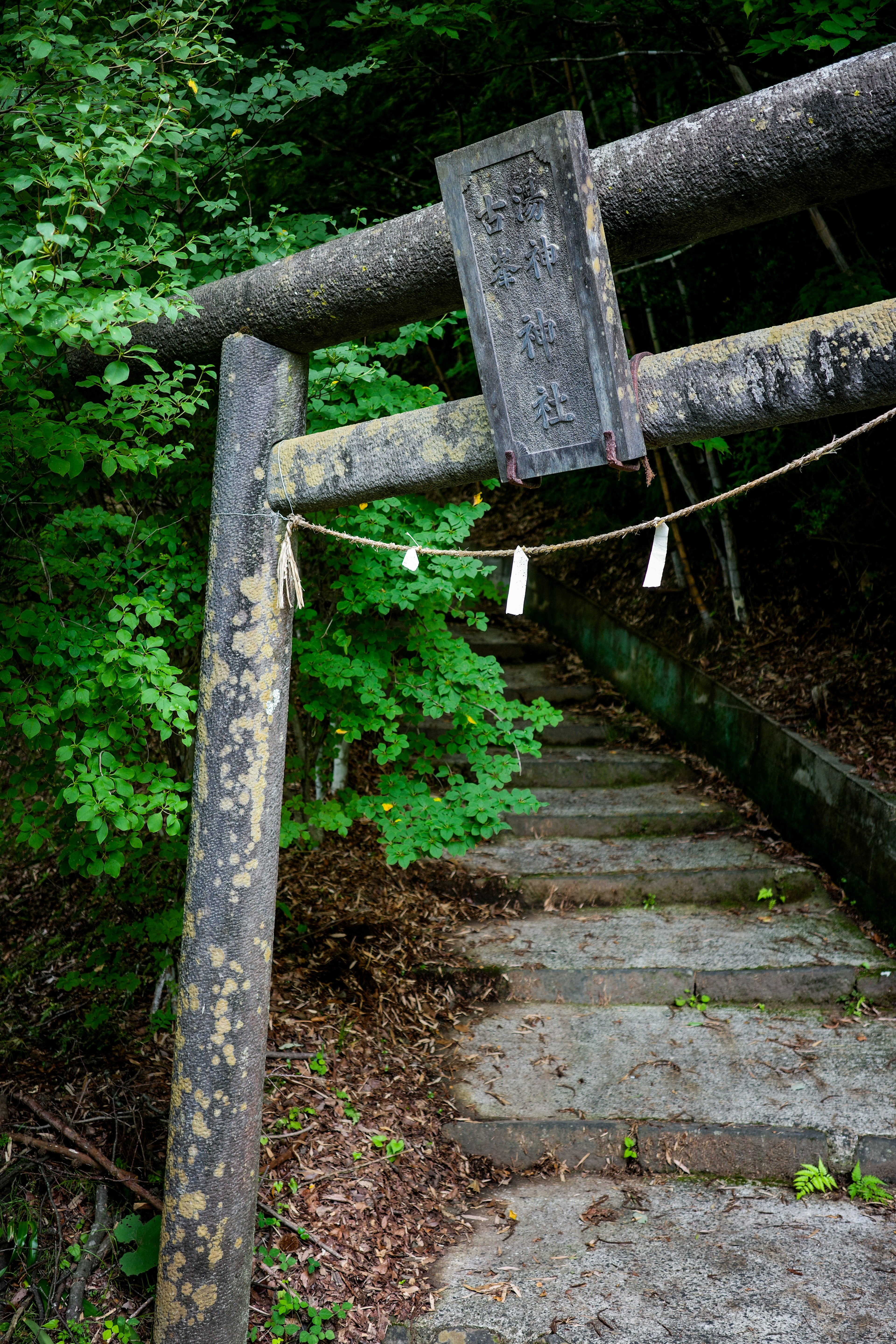 古い鳥居と石の階段が緑の森の中にある風景