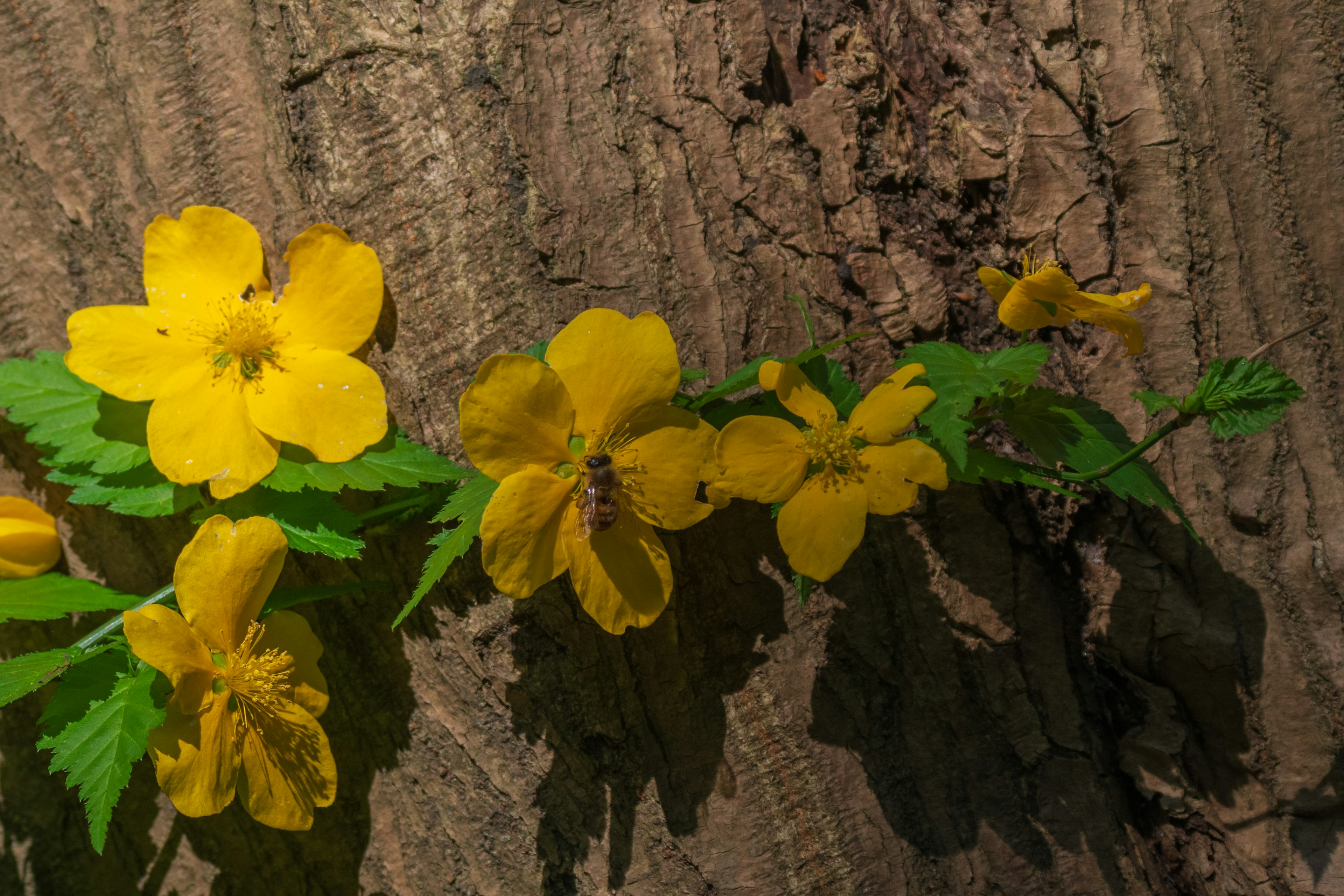 Yellow flowers and green leaves growing on a tree trunk