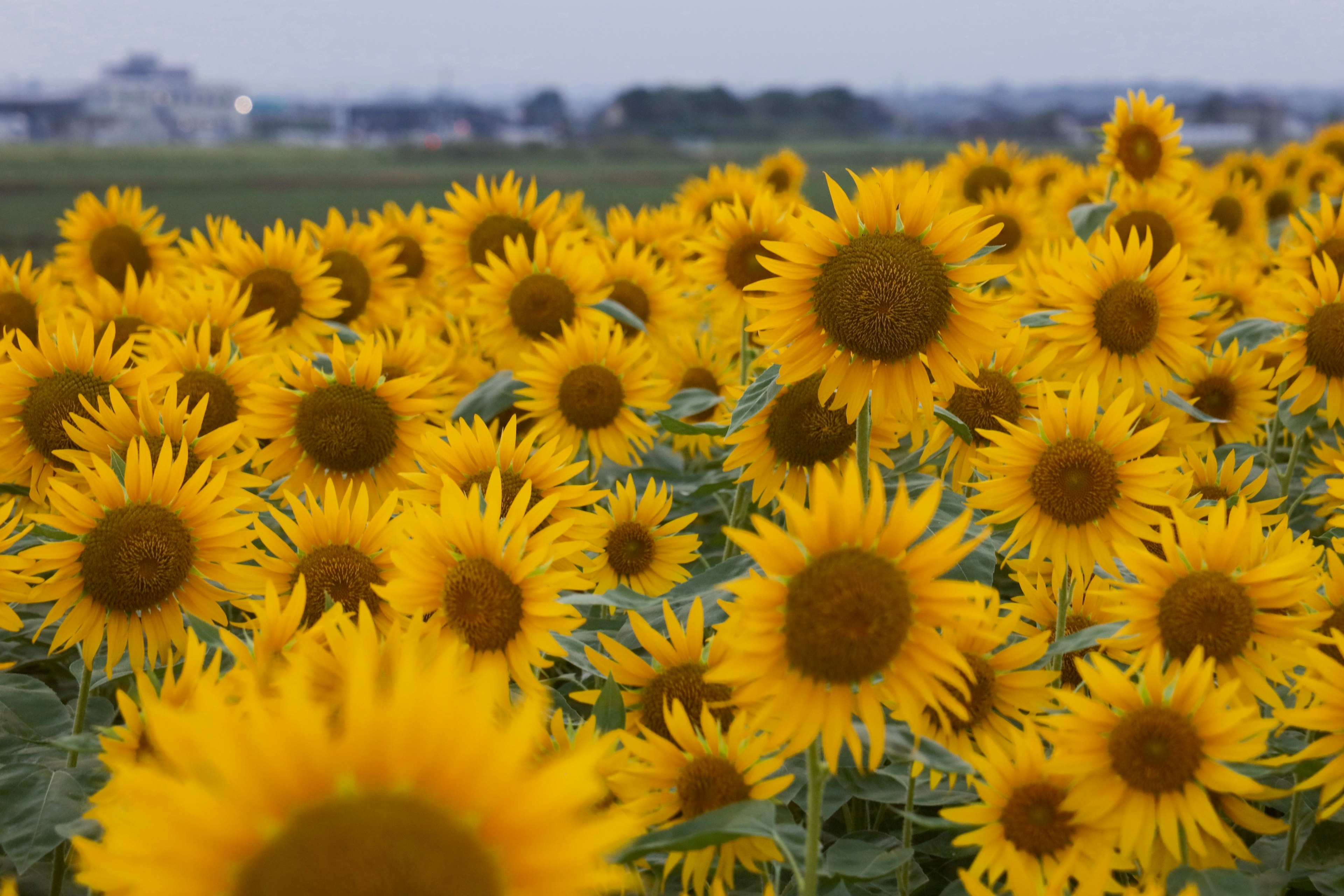 Campo di girasoli vivace con fiori gialli brillanti