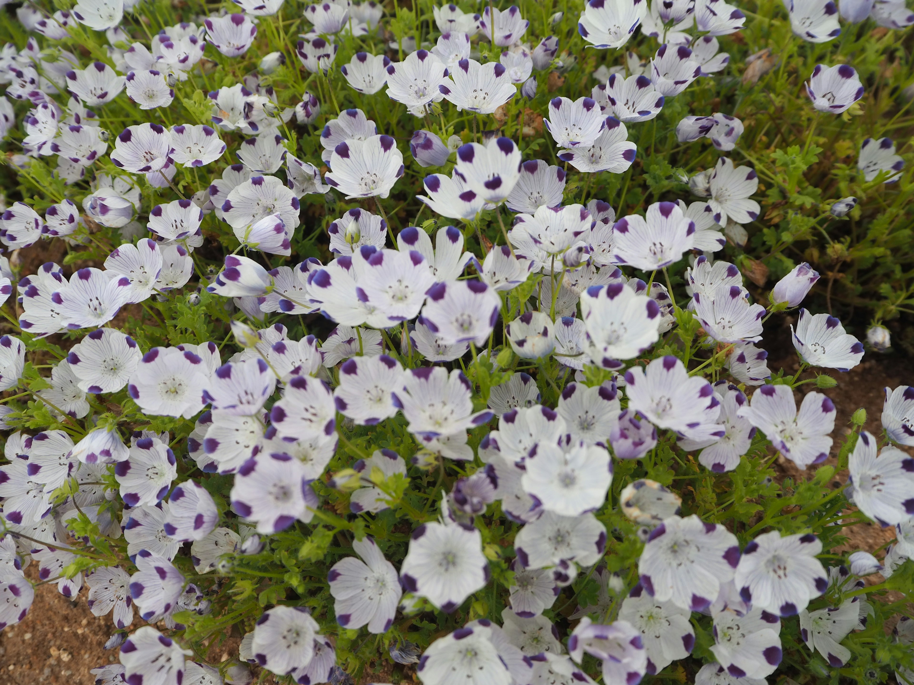 Un campo di fiori bianchi con macchie viola che fioriscono abbondantemente