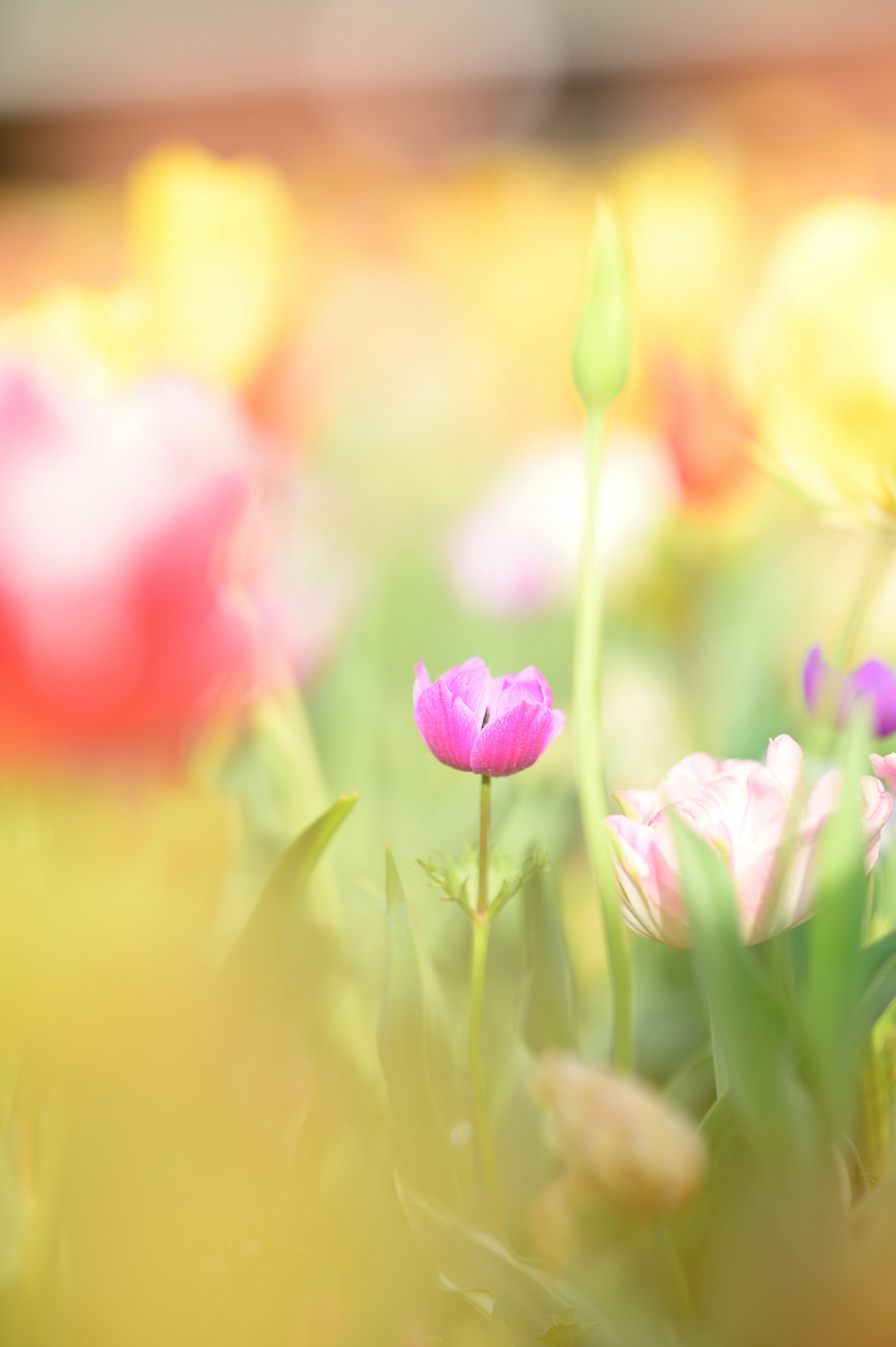 色とりどりのチューリップの花が咲く風景の中にあるピンクのチューリップ