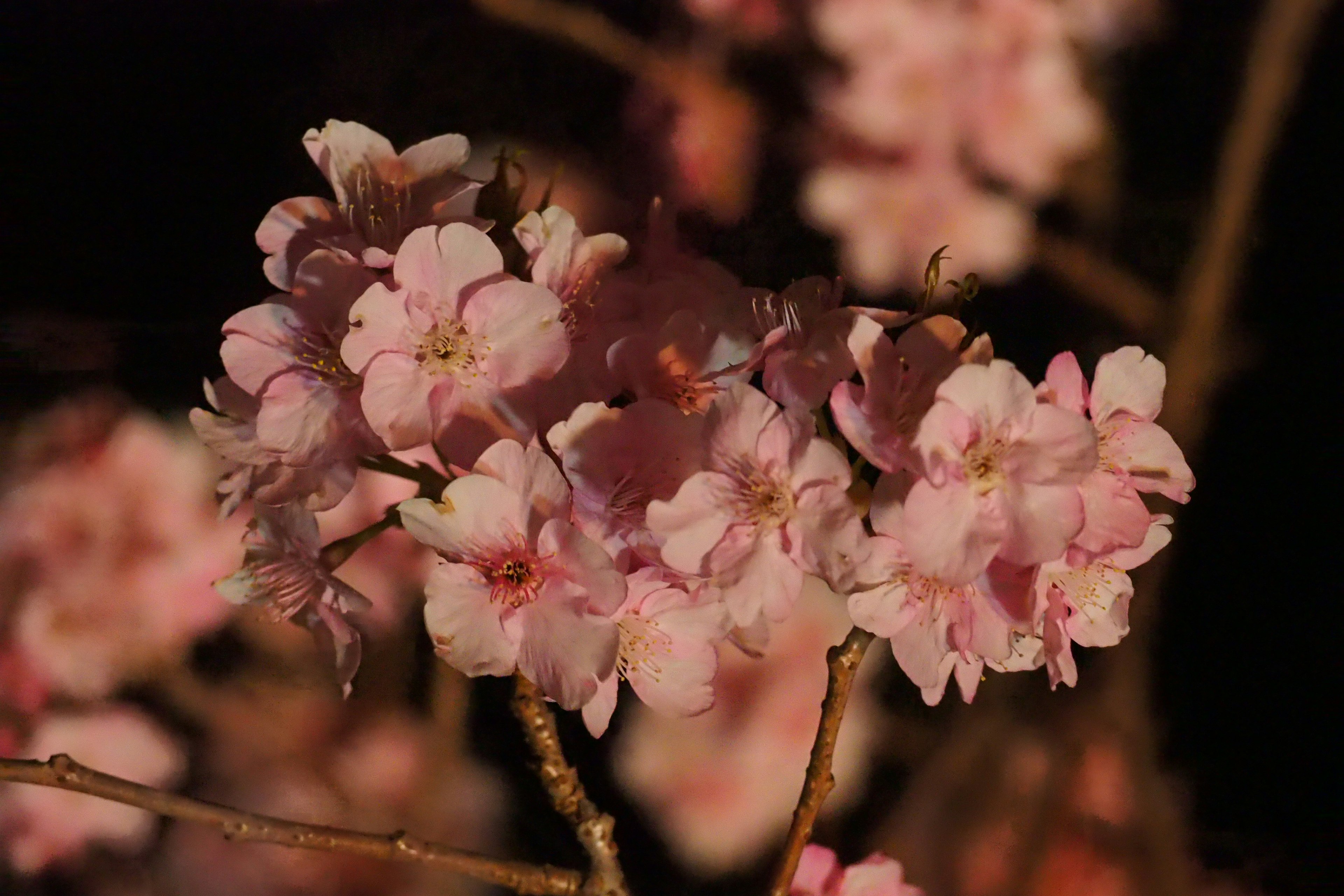 淡いピンクの桜の花が枝に咲いている