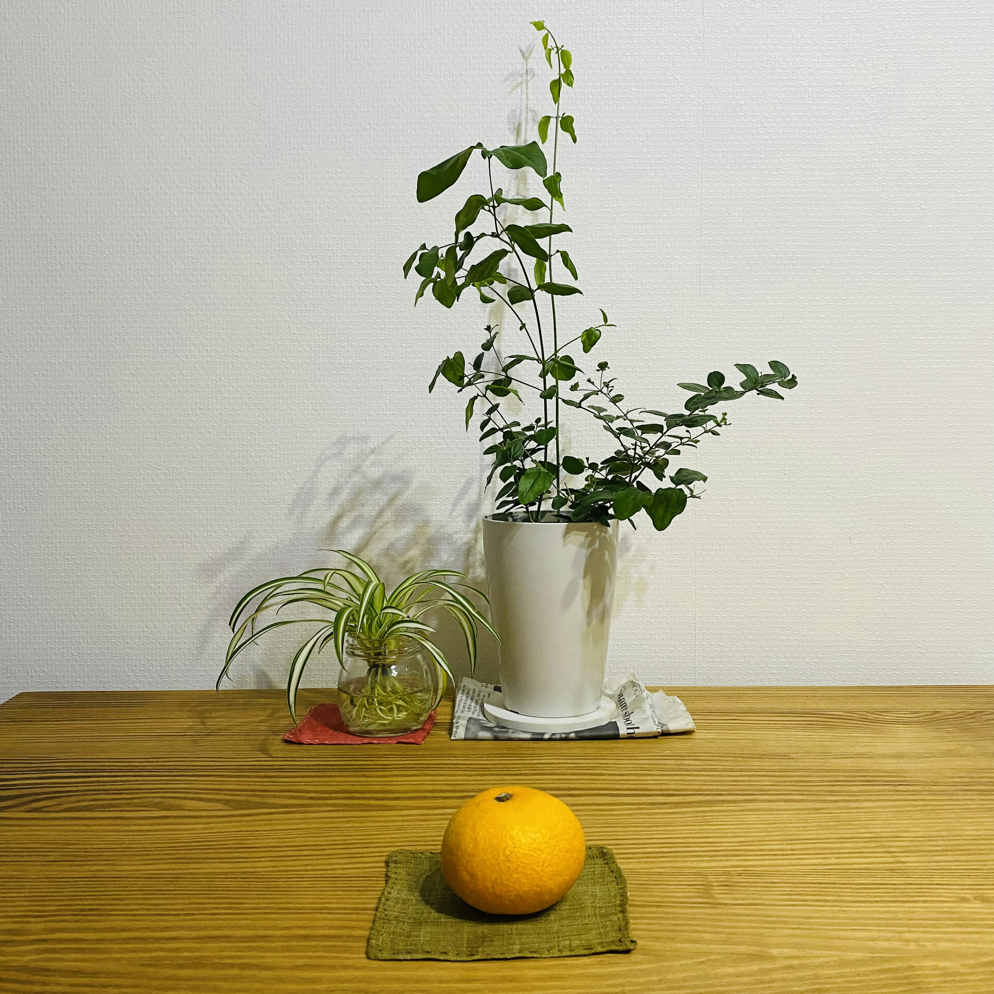 Eine Orange auf einem grünen Platz mit Topfpflanzen auf einem Holztisch