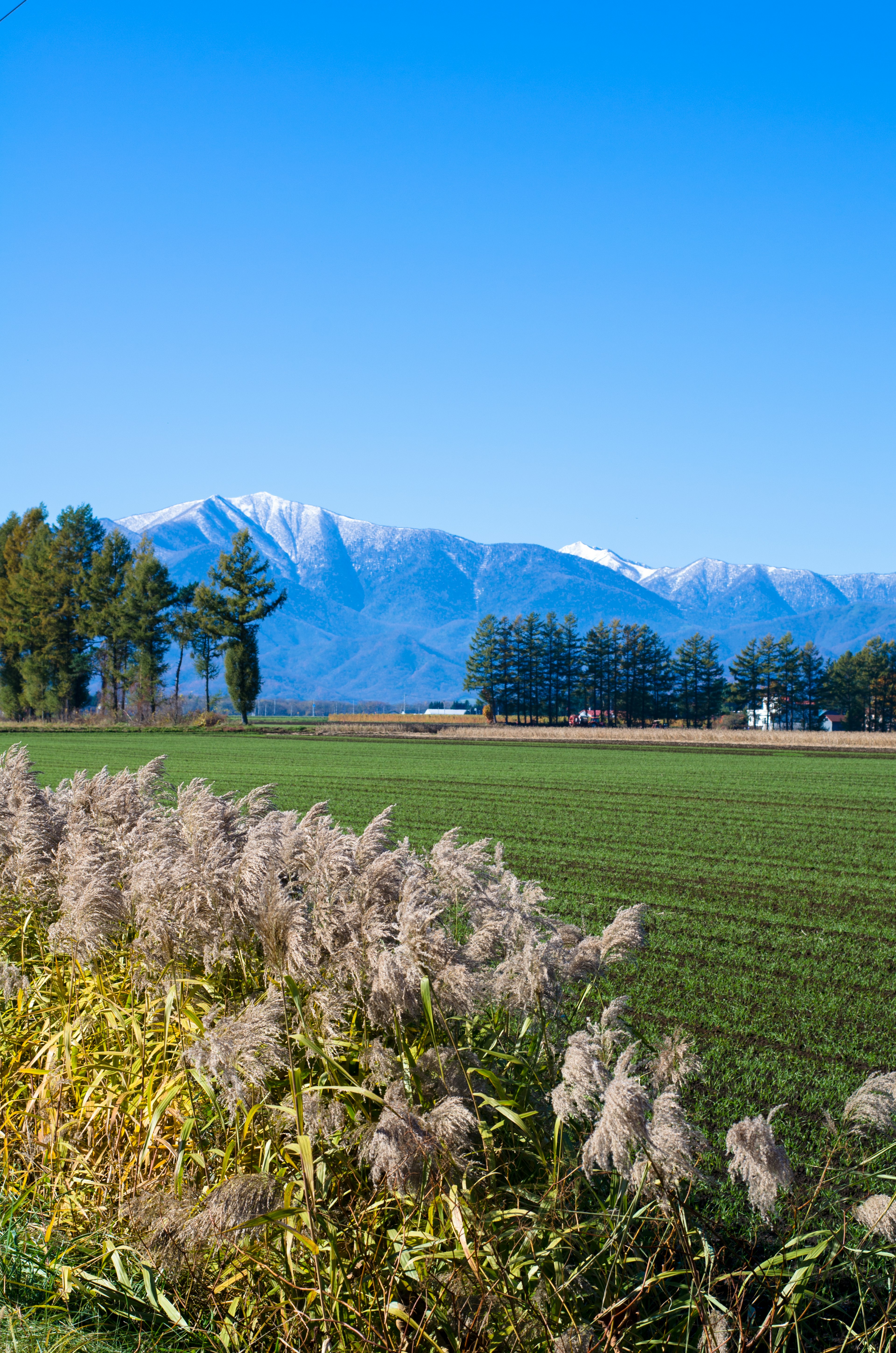 Landschaft mit grünen Feldern und schneebedeckten Bergen unter klarem blauen Himmel