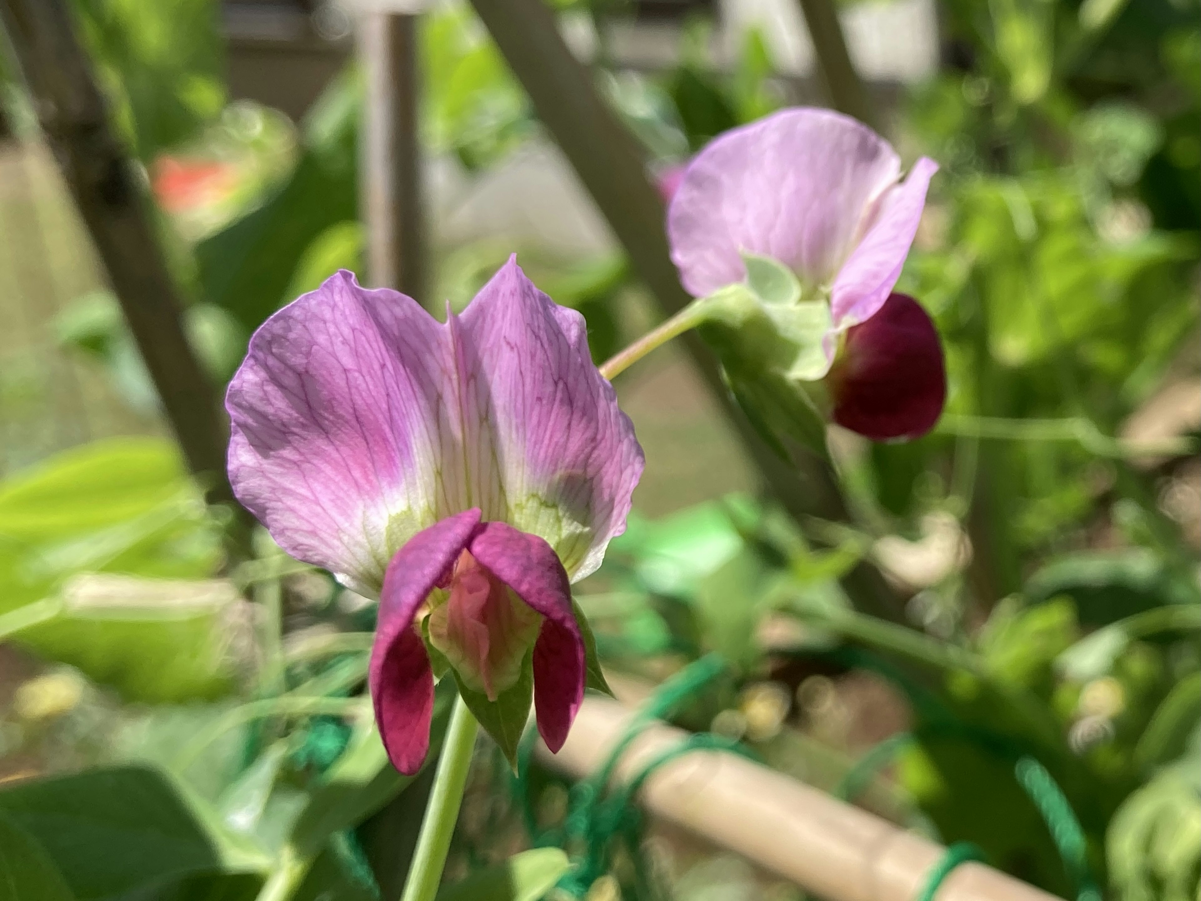 Bild mit Erbsenblüten mit lila Blütenblättern und roten Knospen