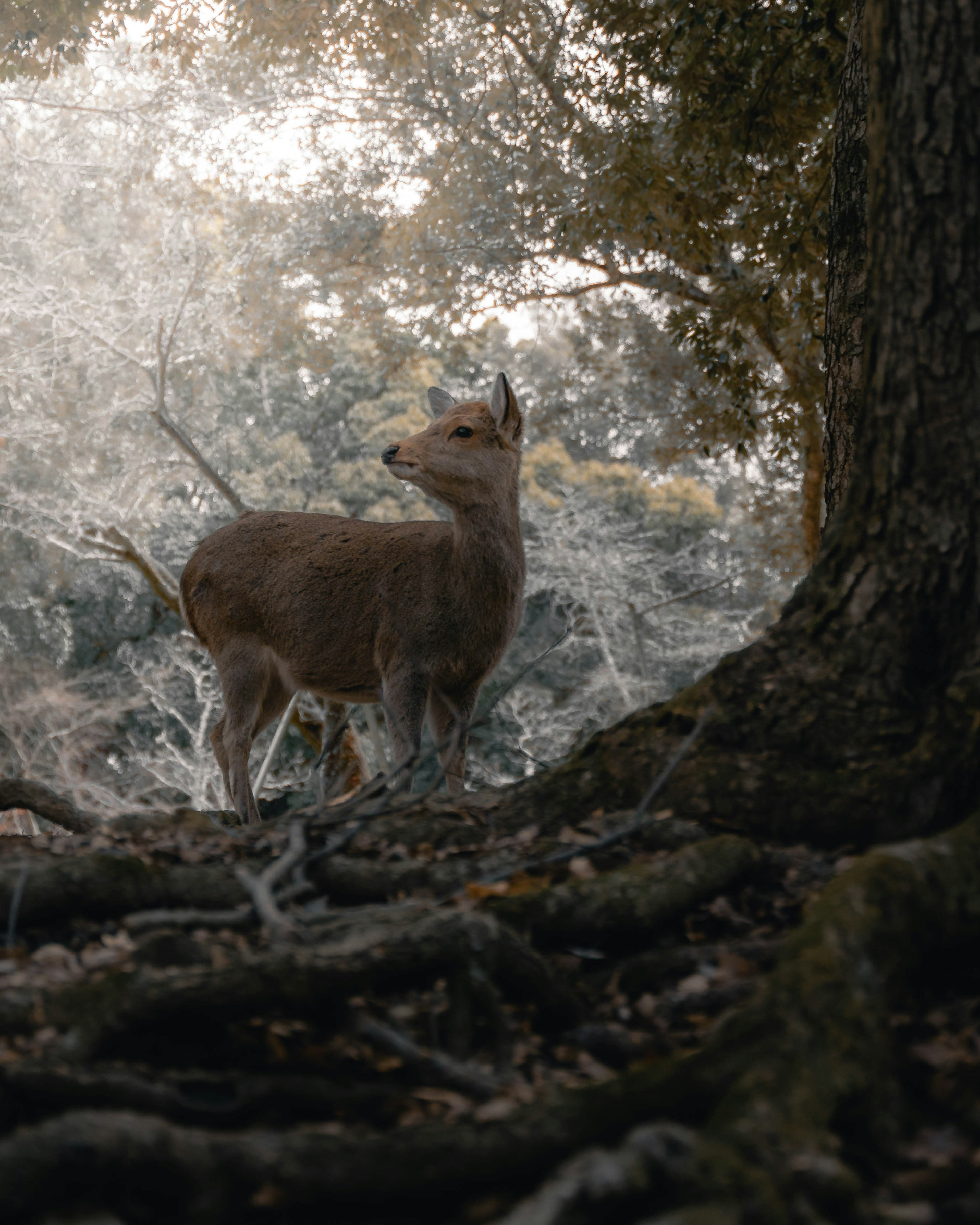 A small deer standing at the base of a tree in a forest surrounded by soft light