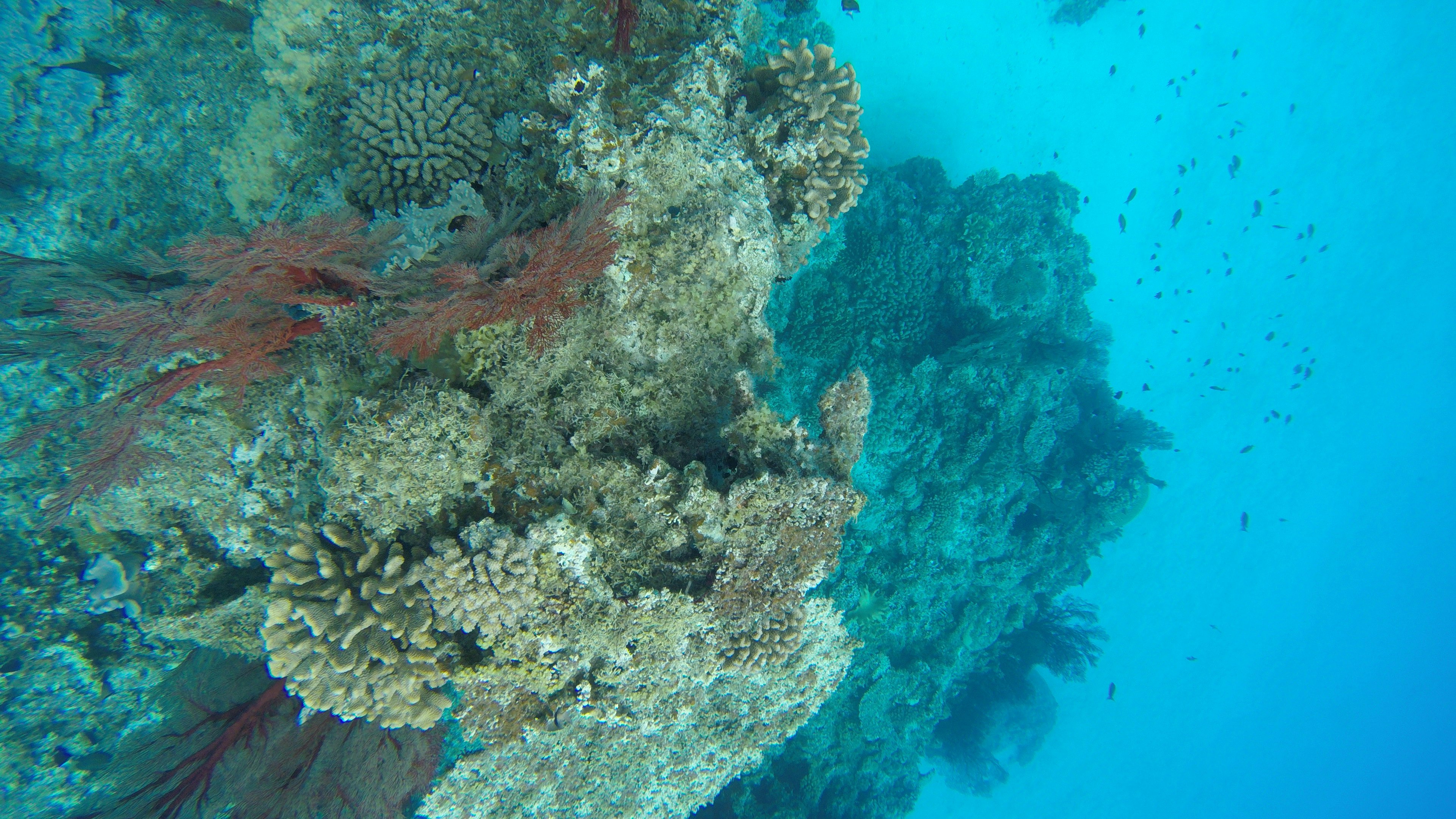 Underwater scene featuring coral reefs and red seaweed in blue water