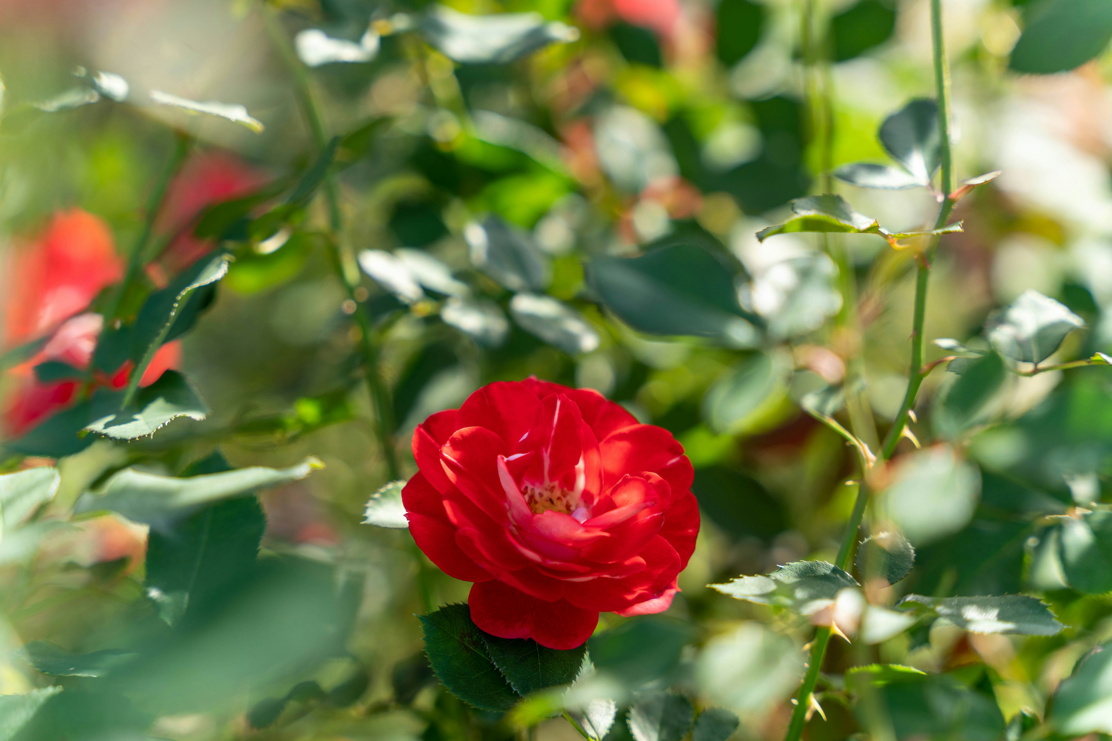 Una rosa rossa vivace circondata da foglie verdi