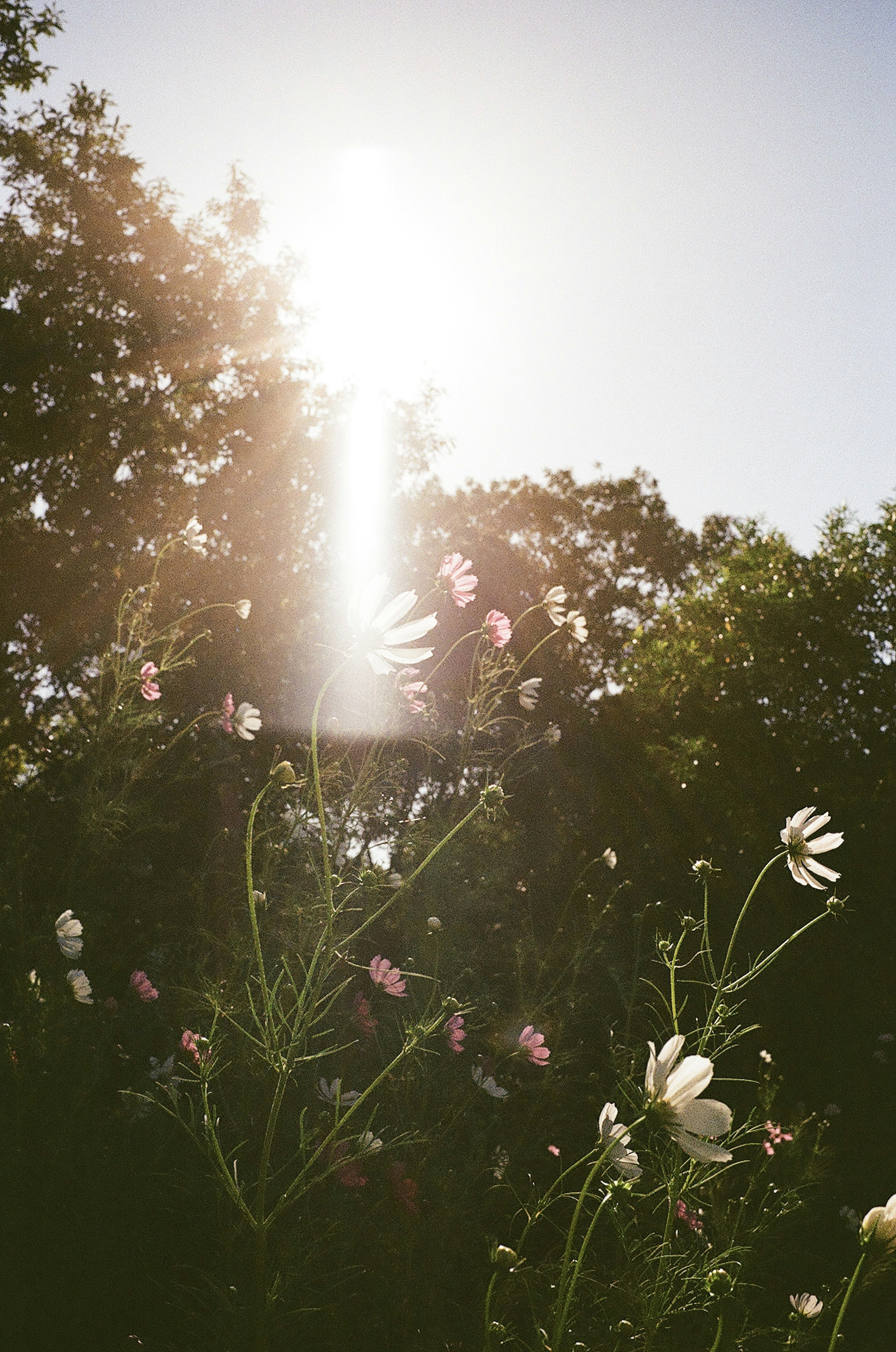 Fleurs en fleurs illuminées par un soleil éclatant