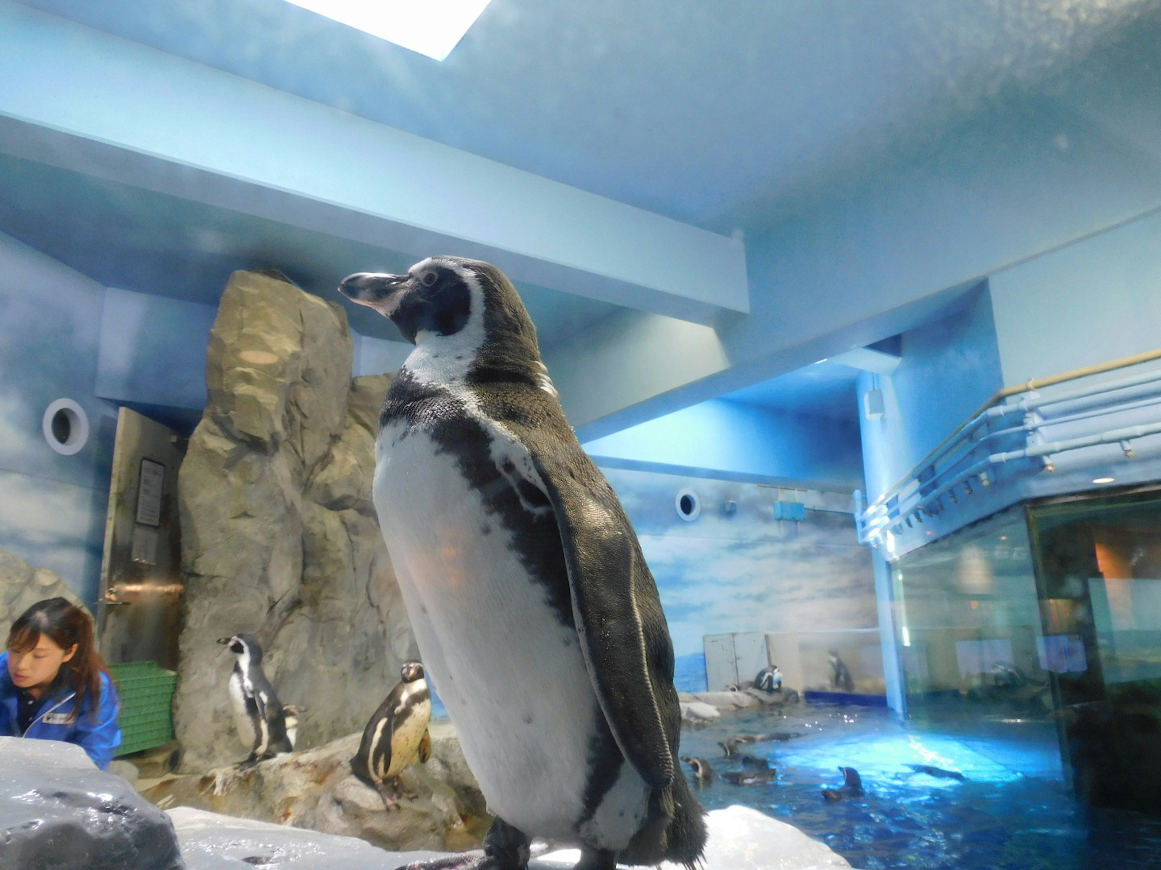 A penguin standing near a tank with rocks and ocean scenery in the background