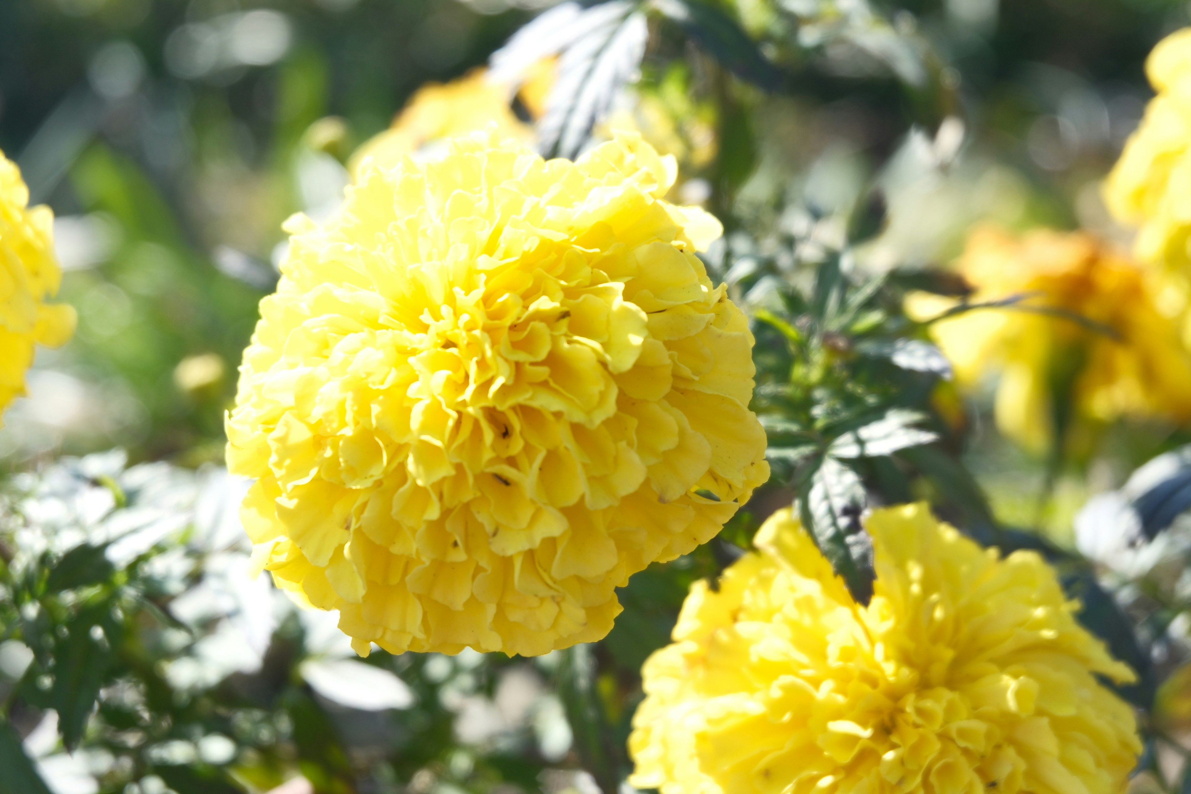 Lebendige gelbe Ringelblumen in voller Blüte