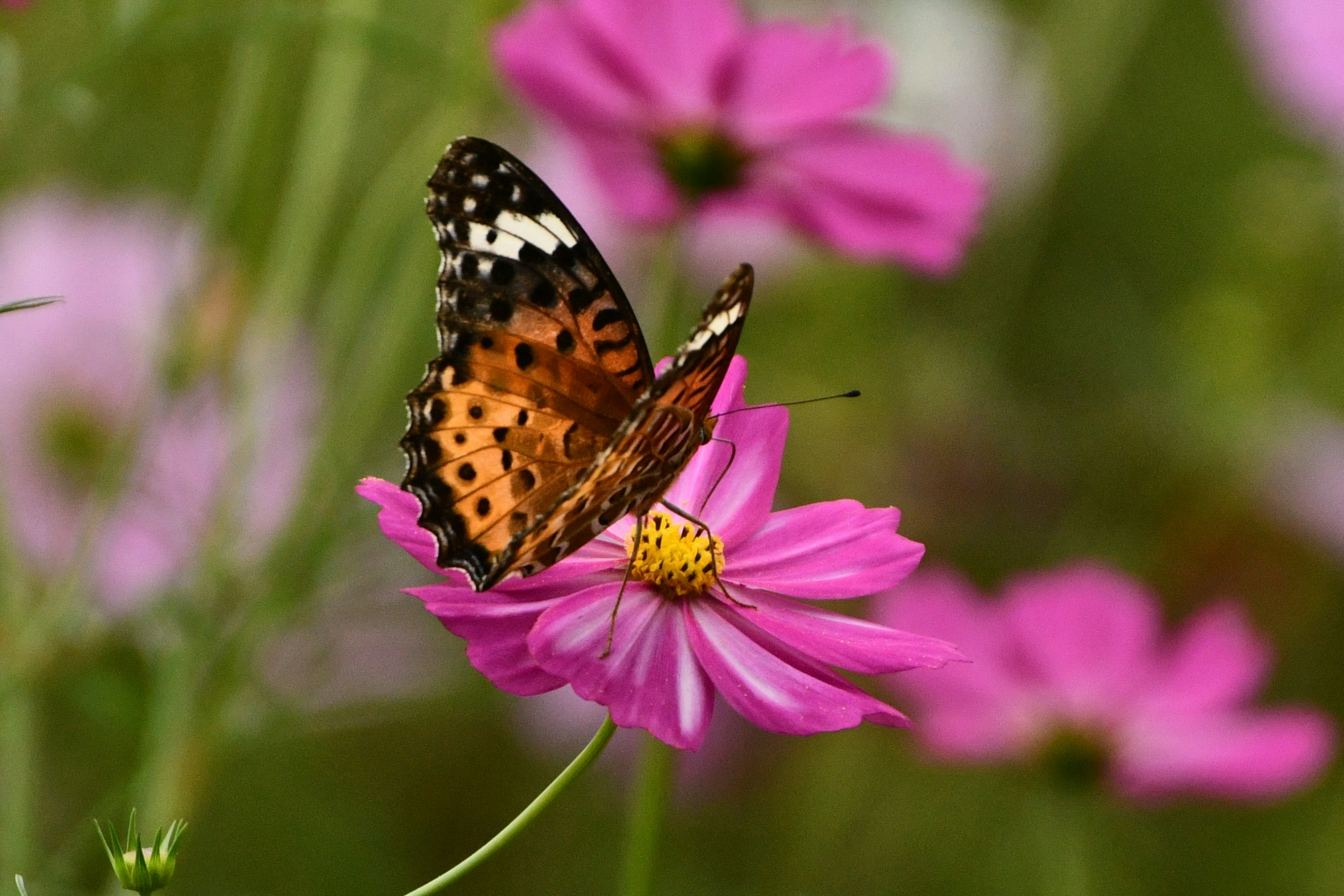 Una mariposa posada en una flor rosa rodeada de flores