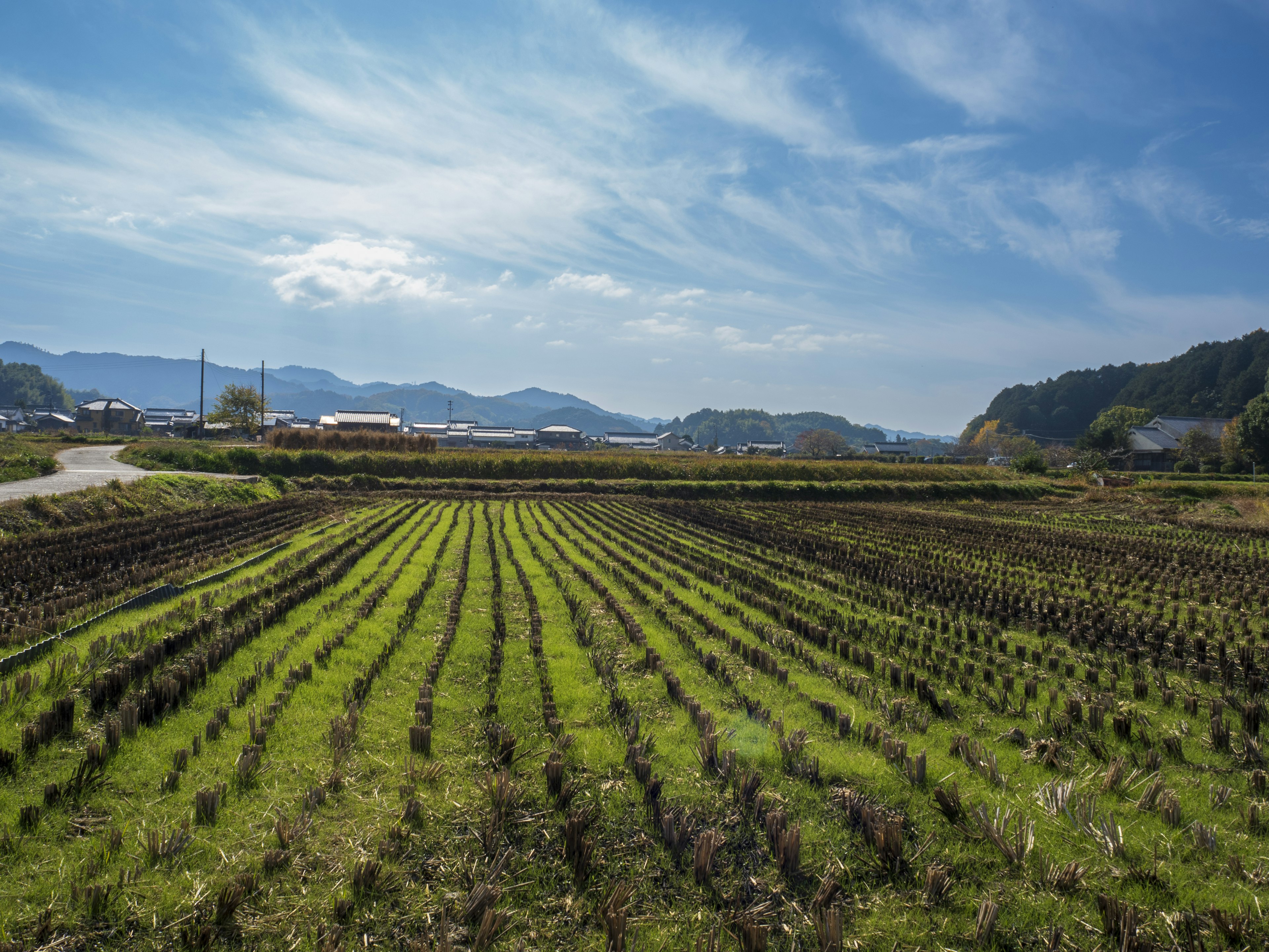 Amplios campos de arroz bajo un cielo azul con plantas de arroz verdes dispuestas ordenadamente