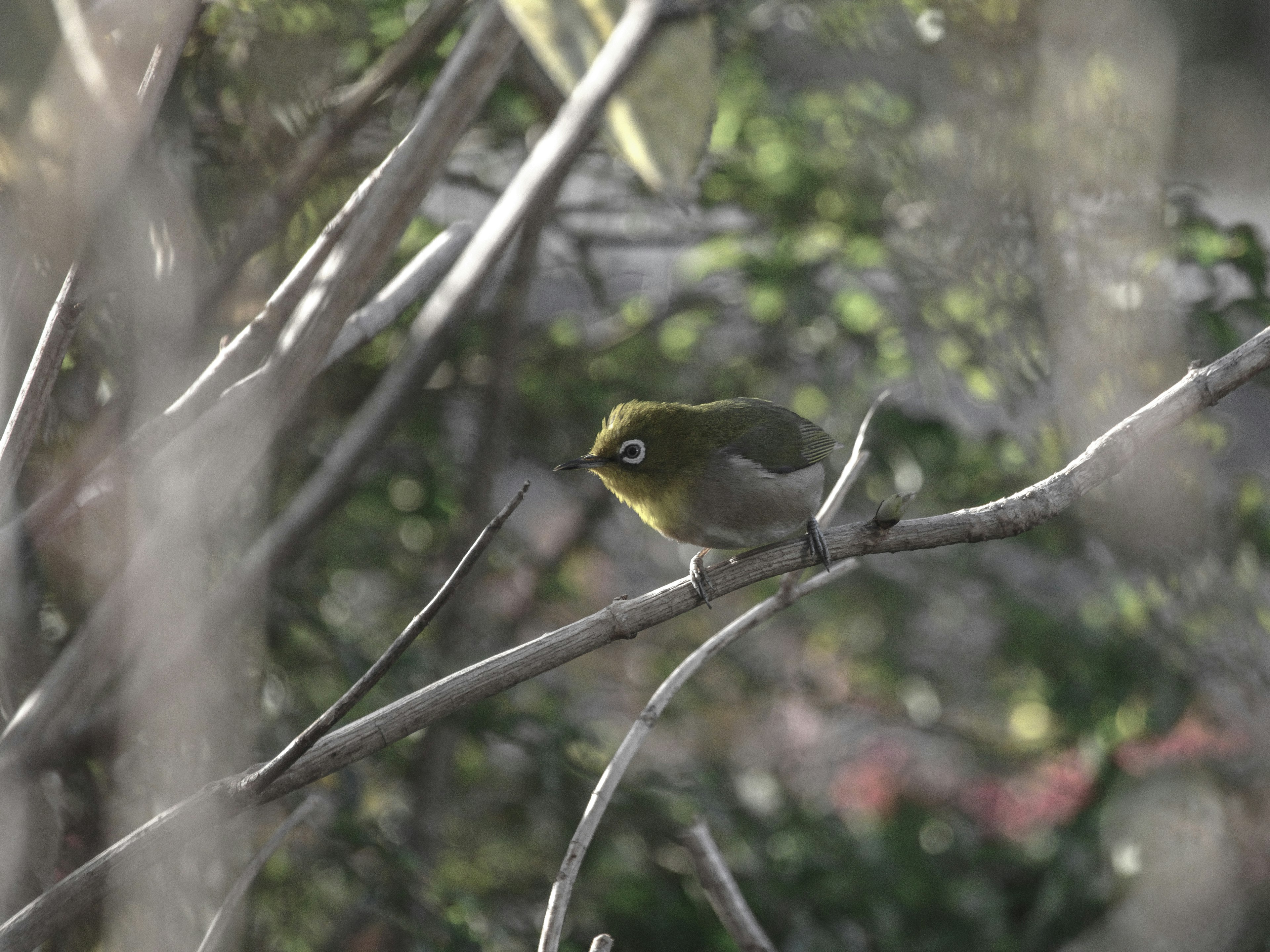 Ein japanischer Weißaugenvogel, der auf einem Ast sitzt, mit grünen Federn und großen Augen