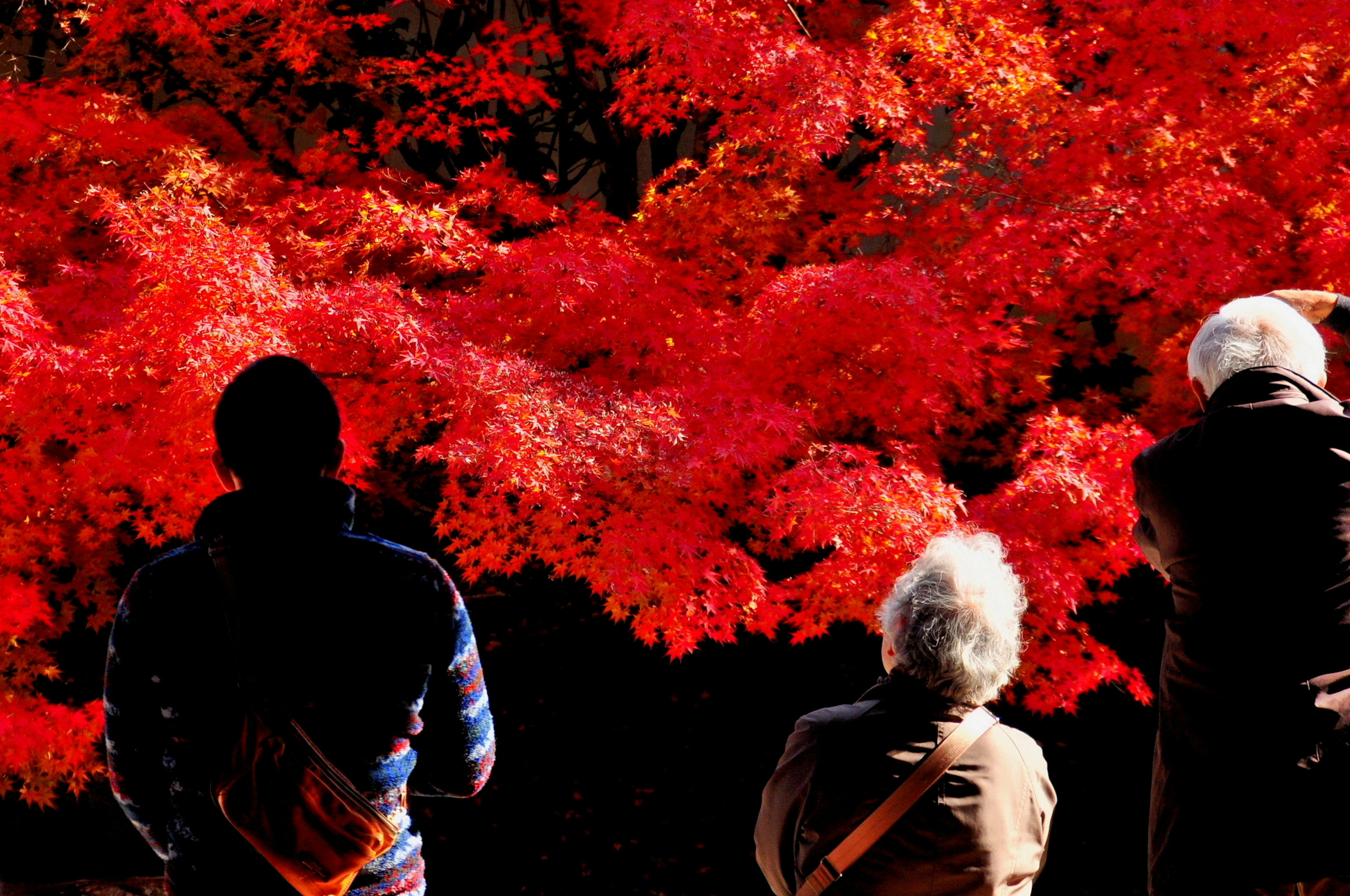 Silhouettes de personnes admirant des feuilles d'automne rouges vibrantes